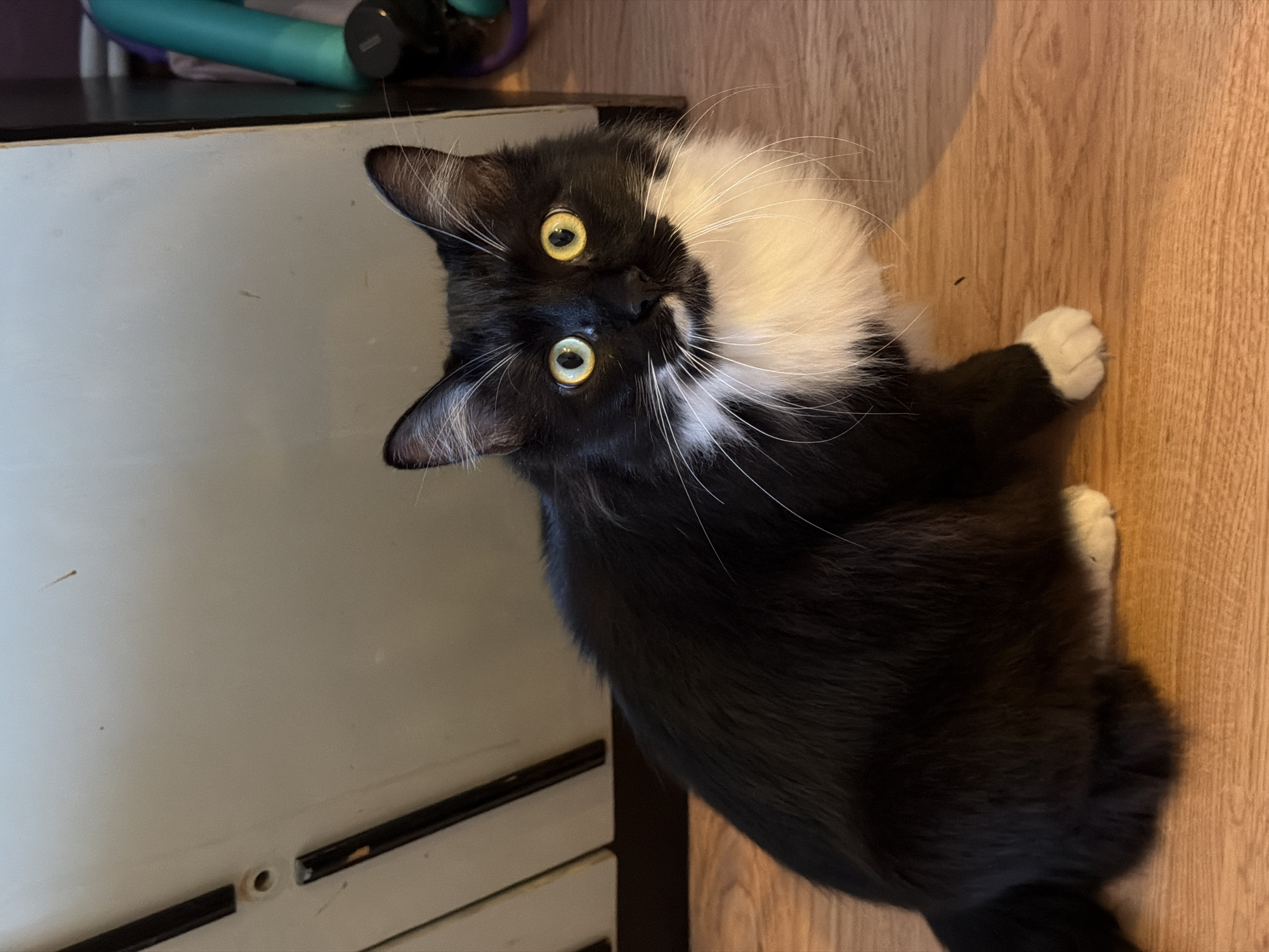 A black and white cat with yellow eyes is sitting on a wooden floor in what appears to be an indoor environment. The cat has fluffy white fur around its neck and chest, and white paws. Behind the cat is a light-colored surface, possibly a wall or furniture, with some dark vertical lines. To the right of the cat, there are some colorful objects, including what looks like a turquoise tube and a purple ring. The lighting suggests an indoor setting, possibly a home. There is no information available about the location being in the city of Blagoevgrad, Bulgaria.