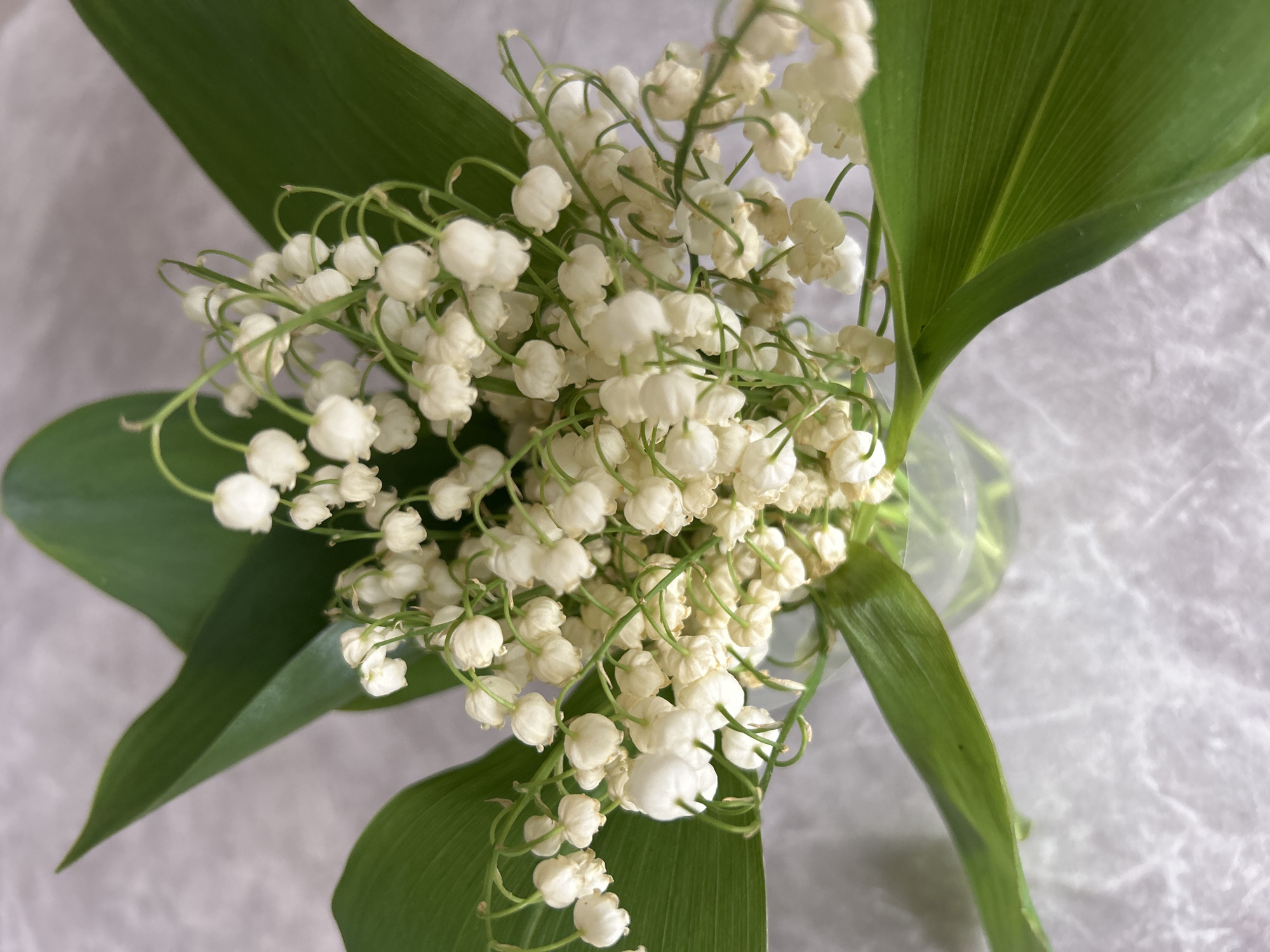 A close-up, high-angle shot showcases a bouquet of lily of the valley flowers arranged in a clear vase. The flowers are characterized by their delicate, bell-shaped white blossoms hanging from slender, arching stems. Broad, green leaves surround the flowers, providing a backdrop that emphasizes their bright color. The bouquet sits on a surface with a light grey, mottled pattern. The image does not depict any people or specific actions, focusing primarily on the floral arrangement. There is no city of Noviy in Russia.