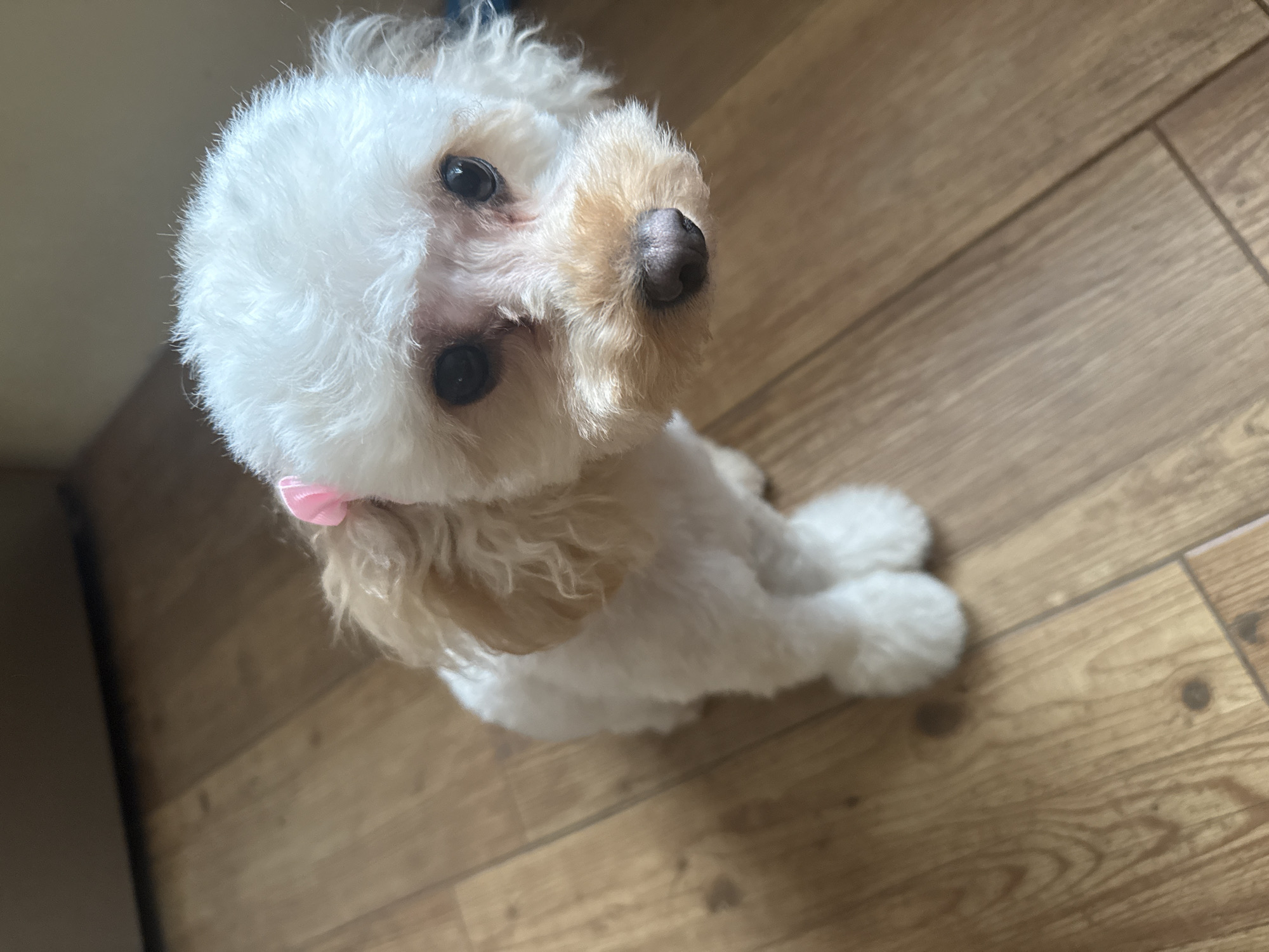 The image shows a small, white and light brown dog with a fluffy coat sitting on a light brown wood-grain floor. The dog is looking up and towards the camera. A small pink bow is attached to the dog's fur near its head. The photograph is taken indoors, near a dark wall. The location is not discernible from the image. The city of Troyan, Bulgaria cannot be determined.