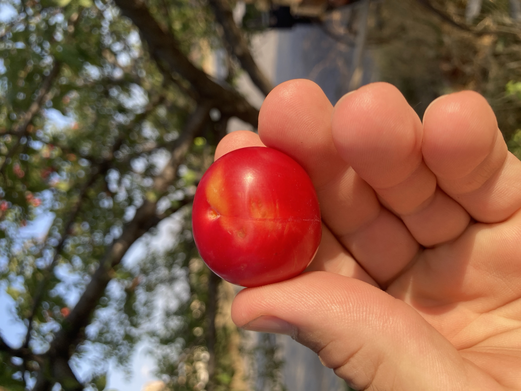 A hand holds a single, ripe, red plum outdoors. The plum is spherical and has a smooth, glossy skin with some yellow and orange blushing. It is positioned in the center of the frame, with the fingers of the hand supporting it from below. The background is blurred and shows the dappled sunlight filtering through the leaves of a tree, suggesting an outdoor setting. The sky is visible above the tree branches, and the overall lighting indicates it is daytime. The environment appears natural and suggests the plum may have been recently picked. The location is identified as Avanos İlçe Merkezi, Turkey, which is known for its vineyards and fertile land, supporting the context of a fresh fruit being displayed.