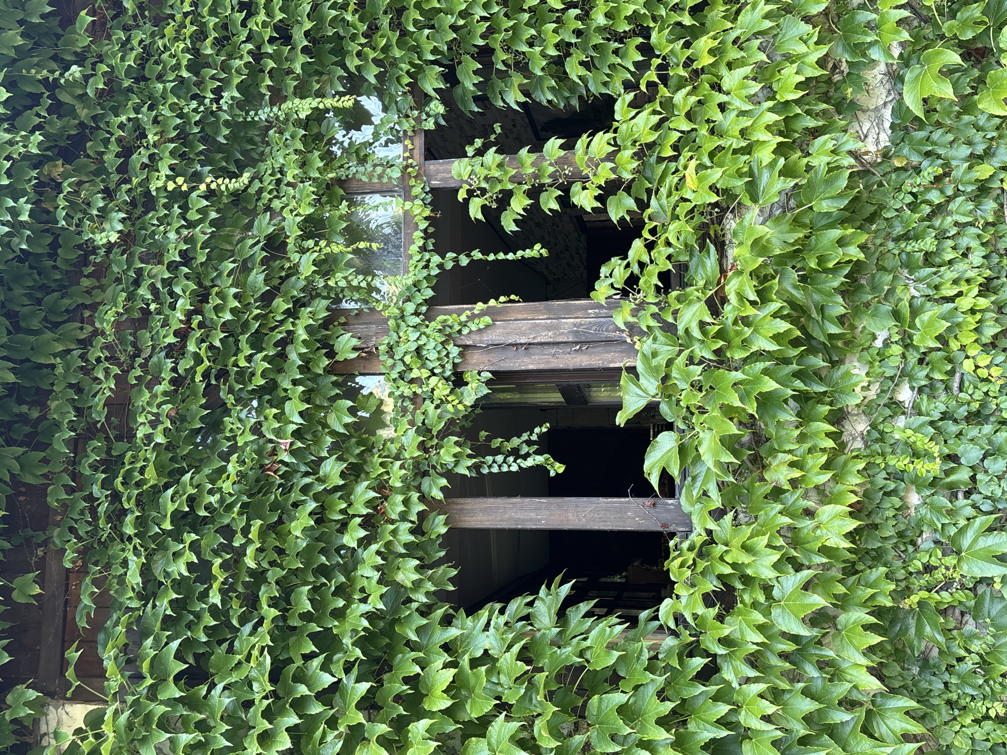 A close-up, eye-level shot captures a weathered, wooden window frame completely overgrown with lush, green ivy. The ivy leaves are vibrant and dense, obscuring much of the underlying stone wall and the dark interior of the building. The window appears to be divided into multiple panes, with wooden mullions visible through the foliage. Several strands of ivy hang down like tendrils, adding a sense of natural drapery. The scene is devoid of people and any discernible activity. The overall impression is one of nature reclaiming man-made structures, suggesting a potentially abandoned or neglected location. There is no information to indicate this is in Sochi, Russia.