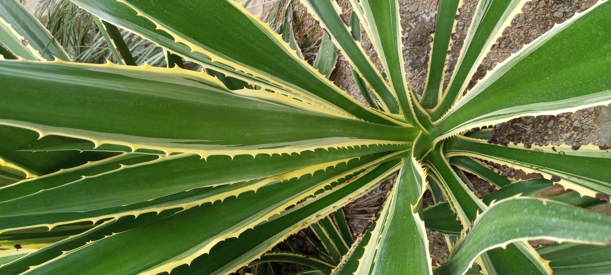 A close-up, top-down shot captures the vibrant green and yellow variegated leaves of an Agave plant. The sharp, serrated edges of the leaves are clearly visible, adorned with yellow borders that create a striking contrast. The leaves fan out from a central point, revealing the dry, rocky soil surrounding the base of the plant. The overall impression is one of resilience and sharp beauty. There is no indication of the specific location within Dortmund, Germany.