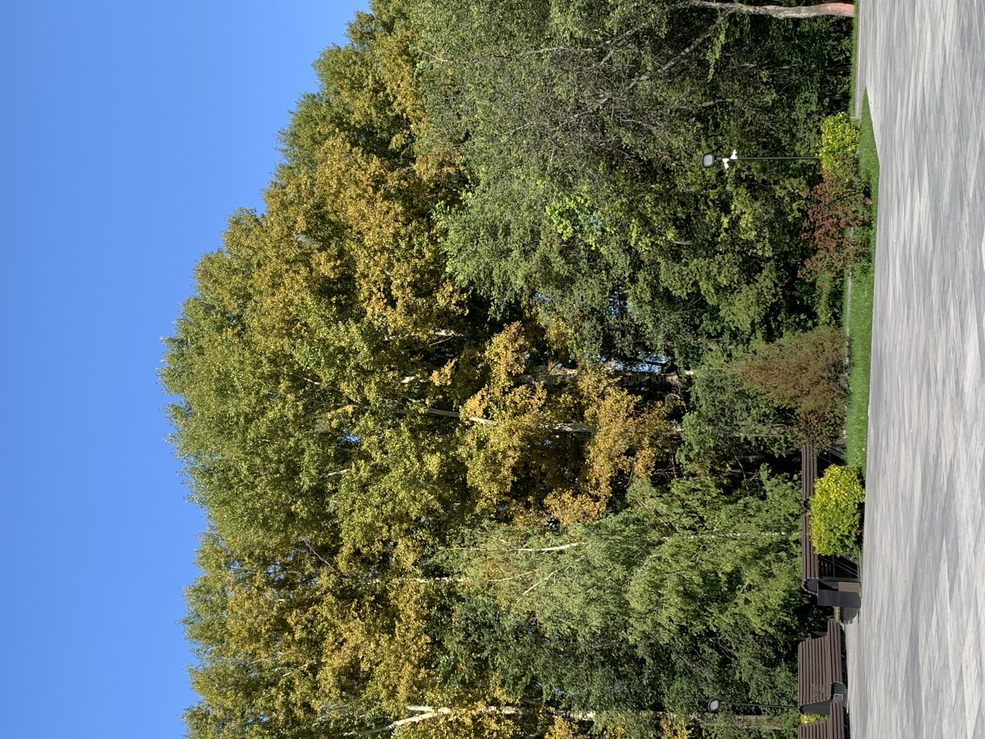 The image depicts a park scene in the city of Prokopyevsk, Russia, on a clear day. The foreground features a paved area with a geometric pattern of grey tiles, suggesting a public walkway or plaza. To the left, wooden park benches are visible, some with dark metal frames, arranged along the paved area. Behind the benches, a dense line of trees forms the middle ground. These trees exhibit a mix of green and yellow foliage, indicating the transition into autumn. Some trees are tall and mature, while others are smaller and more shrub-like. In the background, the sky is a vivid, cloudless blue. A lamppost with a light fixture stands among the trees, and a security camera is also mounted on the lamppost. The overall atmosphere is peaceful and natural, characteristic of a park environment. No people are present in the image.