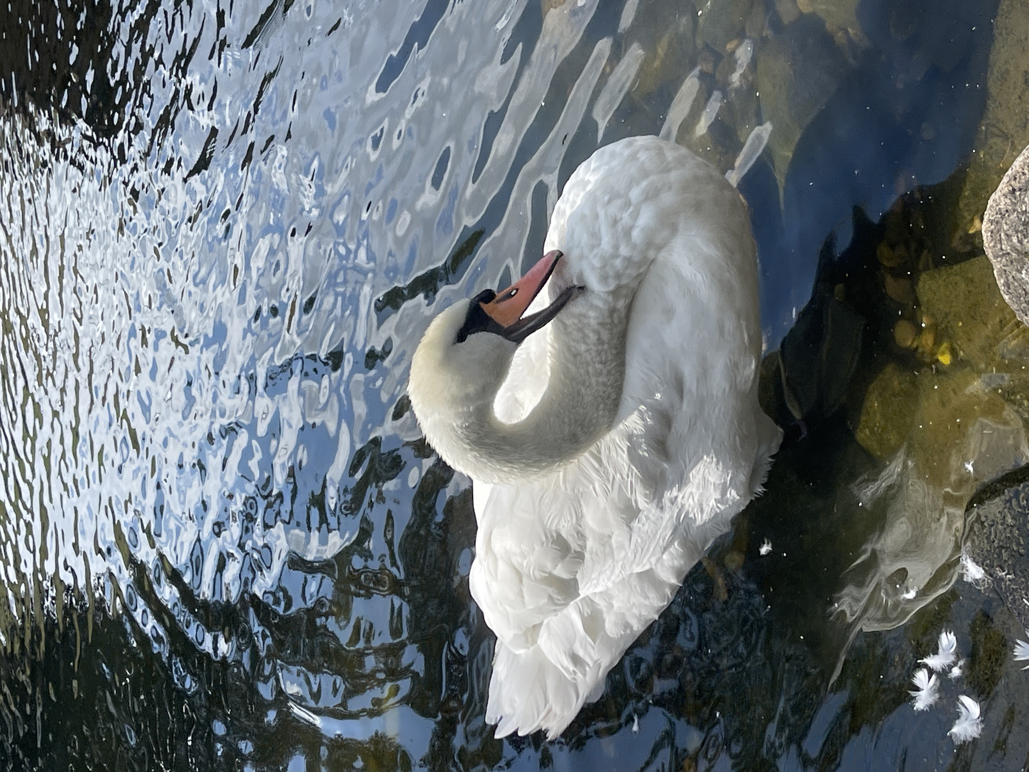 A majestic white swan with its neck curved gracefully is swimming in the clear, rippling waters of a lake in Mistolovo, Russia. The swan's plumage is pristine, contrasting with the dark, reflective surface of the water, which is dappled with sunlight and shadows from overhead trees. Scattered around the swan in the water are several small, white feathers, possibly shed by the bird itself. The lakebed is visible in the shallower areas, revealing smooth stones and a greenish hue. The overall scene is one of serene natural beauty, capturing a moment of tranquility in the Russian landscape.