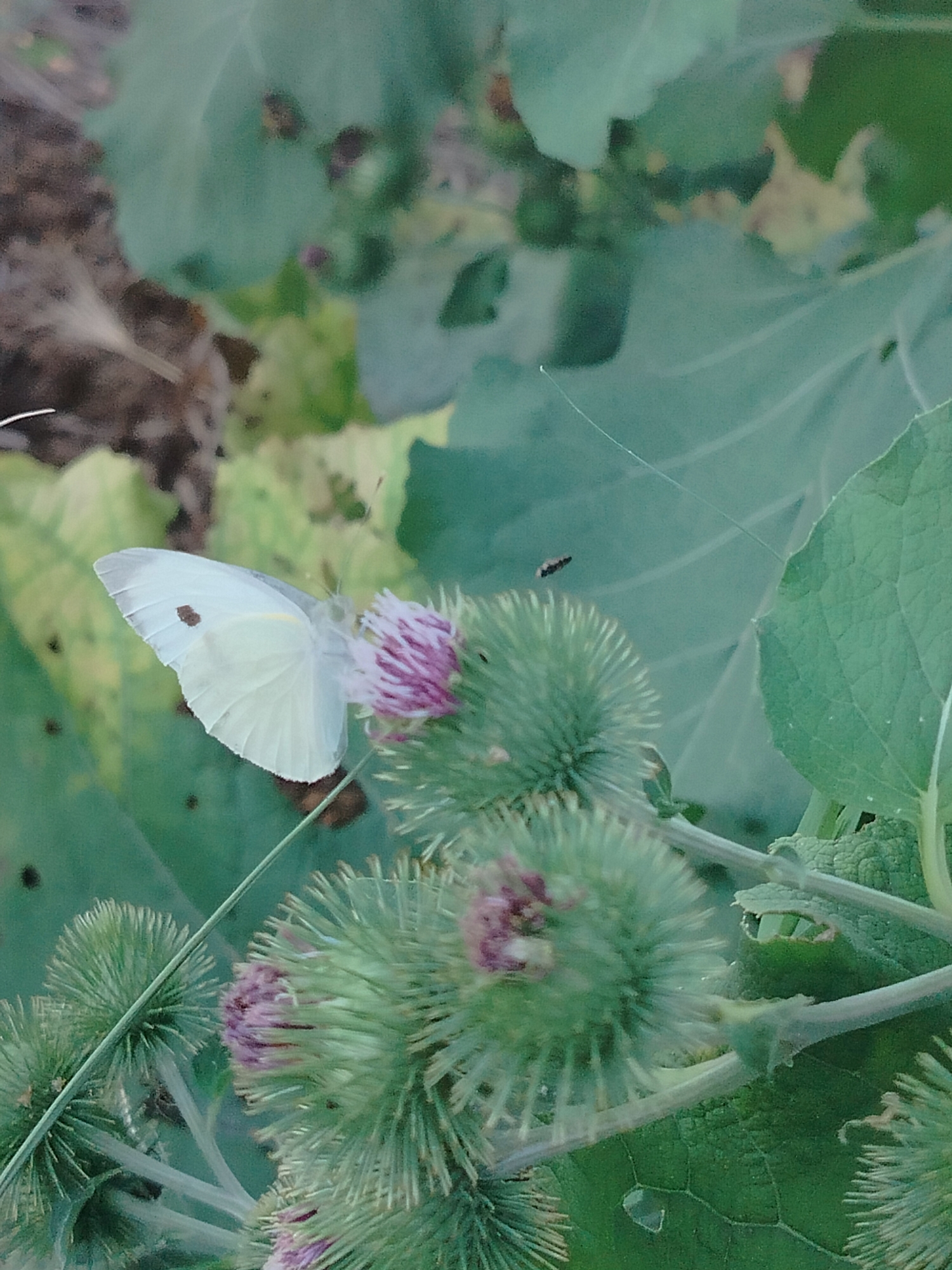 A close-up, outdoor, eye-level shot features a pale yellow butterfly with dark spots on its wings, perched on a purple thistle bloom. The thistle has green, spiky seed heads. The background is softly blurred with green leaves and hints of brown earth, suggesting a natural environment. A thin strand of spiderweb is visible in the upper right quadrant. The scene is bathed in natural light, with a slightly muted color palette. No people are present. The location within the city of Көлкент, Kazakhstan, is not discernible from the image content.
