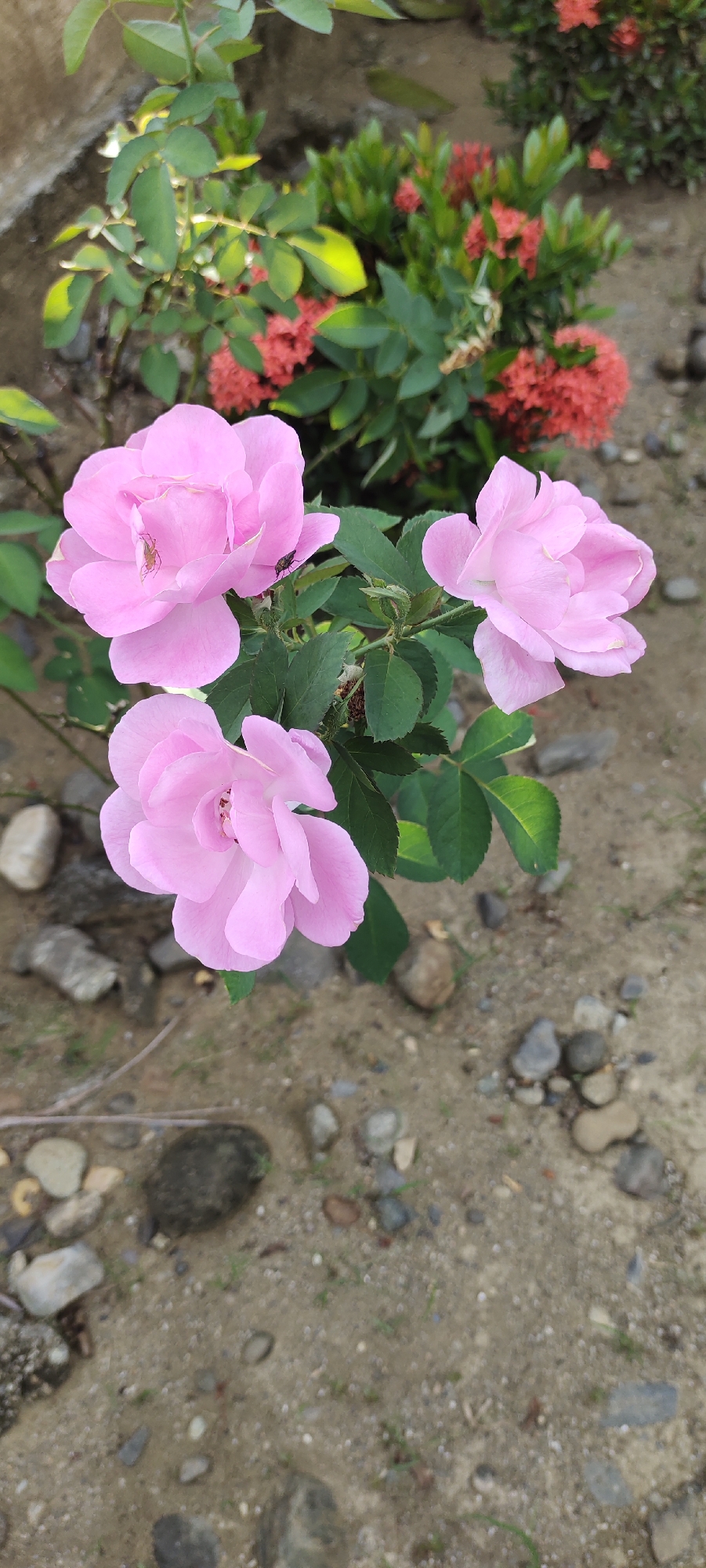 The image depicts a cluster of three light pink roses in full bloom. These are positioned in the foreground, with green leaves visible on the stem. In the background, there is a shrub with red flowers. The ground consists of soil mixed with small stones. The image was taken outdoors in Meunasahalue, Indonesia. No people are visible.