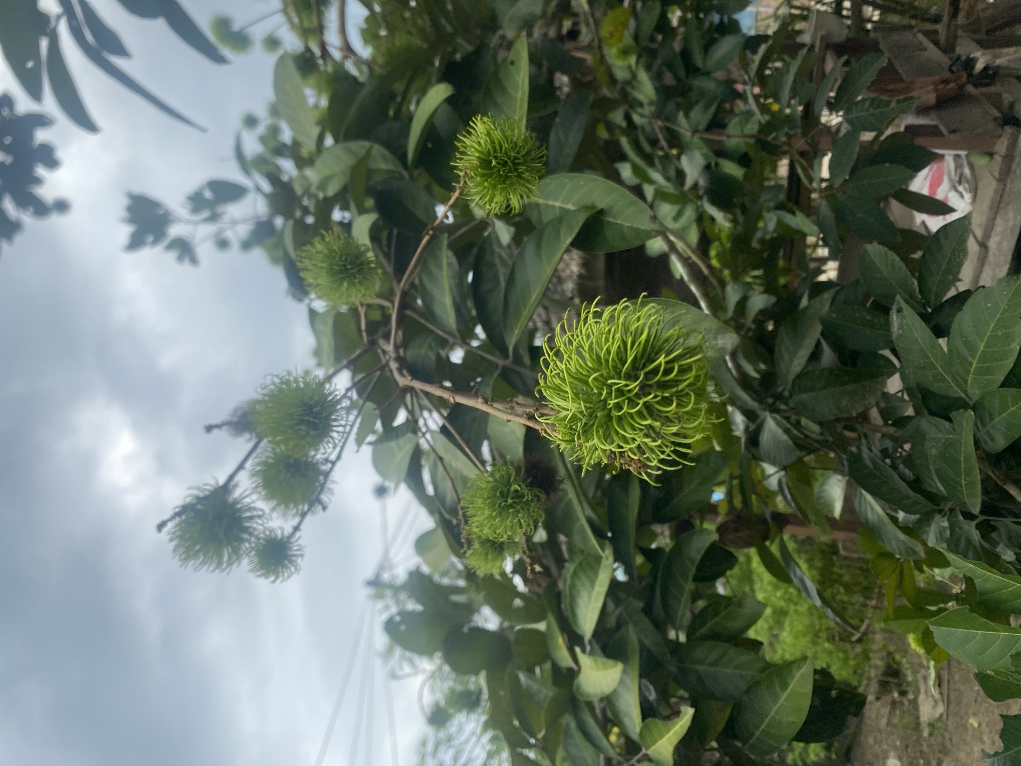 The image shows a close-up view of a rambutan tree in what appears to be an outdoor setting. The rambutan fruits are green and unripe, hanging from the tree branches amidst a dense foliage of green leaves. The sky is overcast with clouds in the background. The location is likely Kebonbaru, Indonesia. There are no people visible in the image.