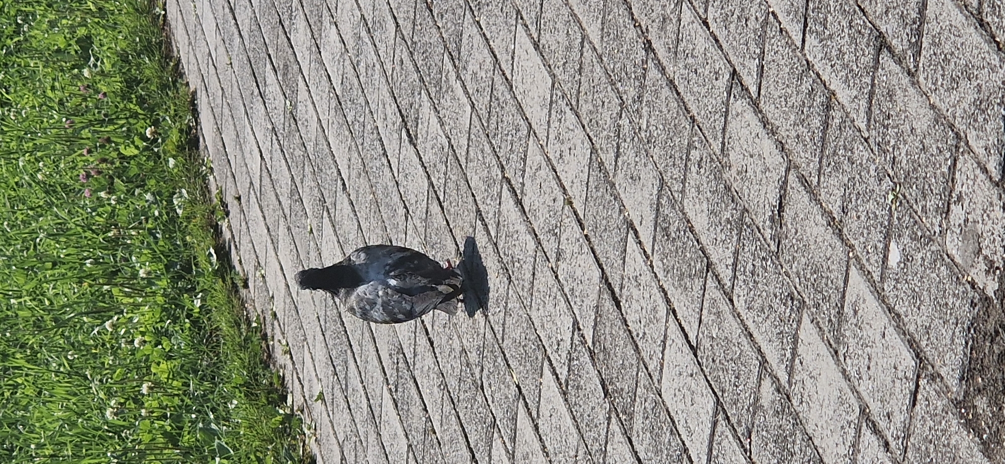 The image shows a pigeon from behind, standing on a paved walkway. The walkway is made of rectangular grey pavers arranged in a diagonal pattern. To the left of the walkway is a patch of lush green grass, with some small white and purple flowers scattered throughout. The scene appears to be outdoors, possibly in a park or public space. There is no specific information to indicate the location in Miass, Russia.
