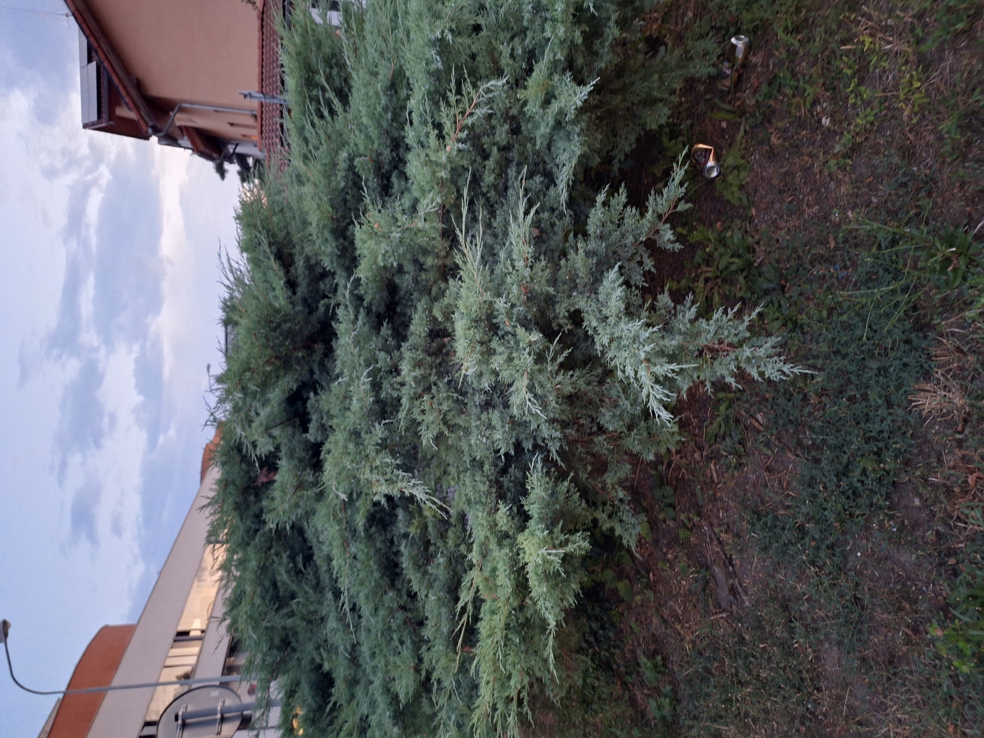 The image captures an outdoor scene in Prague, Czechia, featuring a dense evergreen bush in the foreground. Behind the bush, a modern building with a curved facade and reflective windows is visible on the left, illuminated by a streetlamp. On the right, a residential building with a tiled roof and solar panels can be seen. The sky above is overcast with scattered clouds. The ground around the bush is covered with dry grass, dirt, and some fallen leaves. Two discarded aluminum cans are present on the ground near the base of the bush. No people are present in the image.