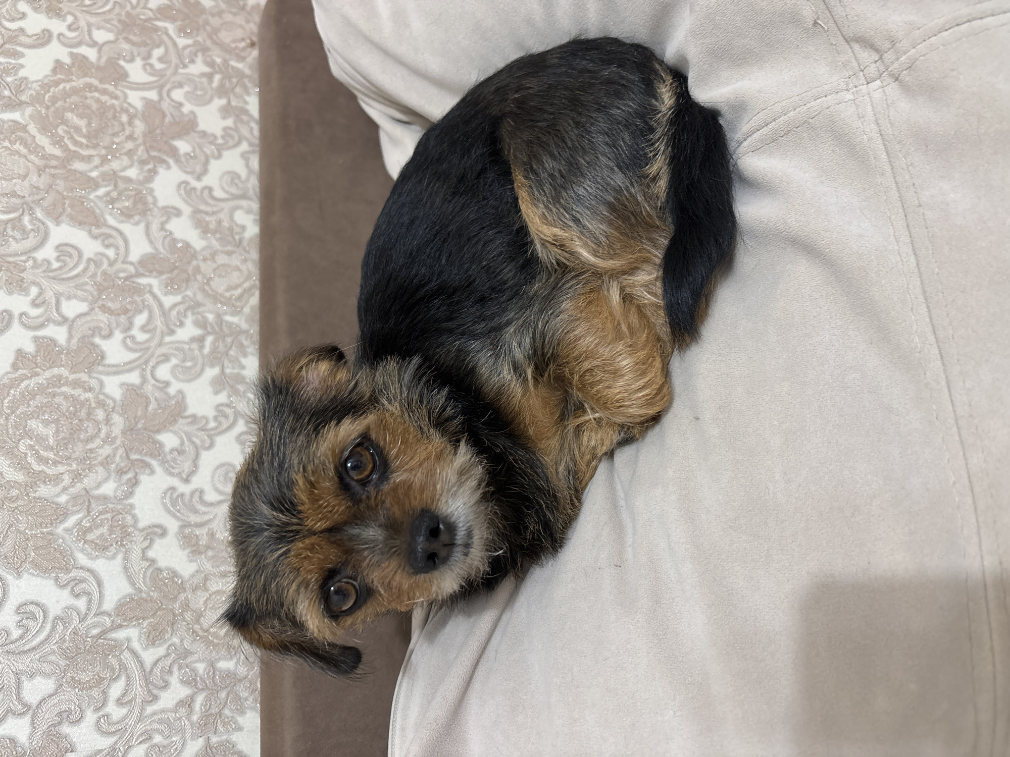 A small, tan and black Yorkshire terrier-mix type dog is curled up on a light-colored, soft cushion or pillow. The dog is looking directly at the camera with its large brown eyes. Part of a brown sofa is visible on the left, next to a wall covered in patterned wallpaper. The location is likely indoors, but there is no other information available to place the image specifically in the city of Sochi, Russia.
