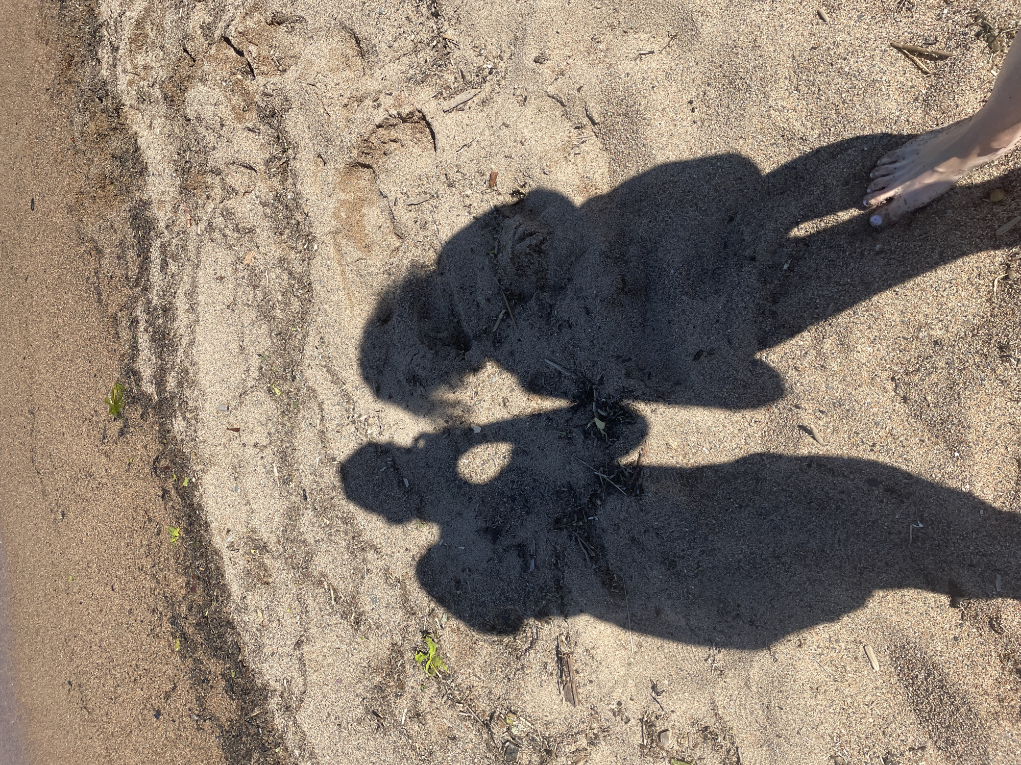 This image depicts a sandy beach scene, likely a shoreline, in Belozersk, Russia. Two distinct shadows are cast on the light brown sand, indicating the presence of two individuals. The shadow on the left appears to be holding a device, possibly a camera, suggesting they are taking a photograph. The shadow on the right is slightly closer to the viewer and shows the outline of a person standing. In the lower right corner of the image, a bare foot with painted toenails is visible, also casting a shadow. The beach is littered with small debris such as twigs, leaves, and pebbles. The water's edge is visible in the upper portion of the image, indicated by a darker, wet sand line.