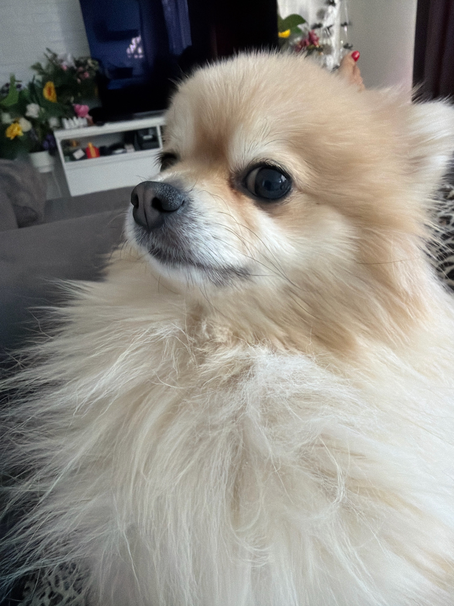 A close-up, shallow depth-of-field, medium shot captures a Pomeranian dog's face and chest. The dog has light cream-colored fur that is fluffy and long, particularly around its chest and neck, creating a thick mane. Its eyes are dark and round, with one eye being the primary focus, reflecting light. The dog's nose is black and textured, and its muzzle is also cream-colored with some visible whiskers. The background is blurred but appears to be an indoor setting. To the left, a grey sofa is partially visible, and further back, a white cabinet with shelves holding various items and a television screen are discernible. Some floral arrangements with yellow and pink flowers are placed on top of the cabinet. A sliver of a person's hand with red-painted fingernails is visible in the far upper right background. The overall scene is domestic and appears to be in Tbilisi, Georgia.