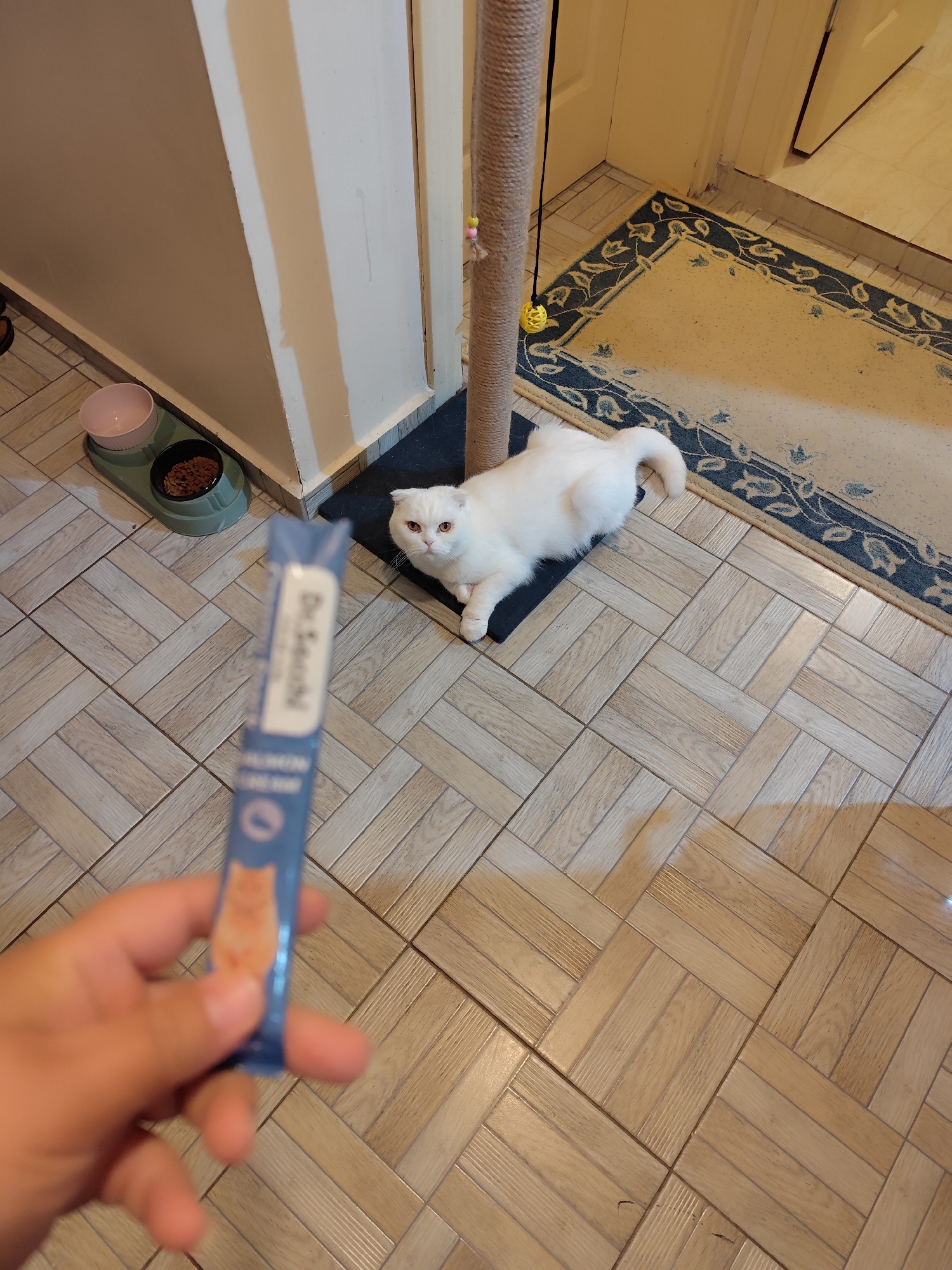 A medium-high angle indoor shot shows a blue package of “Dr. Seuchi” cat food in the left foreground, held in a person’s hand. A long-haired white cat is located midground next to a cat scratching post on a tiled floor. Behind the cat is a blue-and-tan rug in front of a doorway. Two cat food bowls sit on the floor near a wall. The location is in a residential area, and it is likely indoors. The city is not evident in the image.