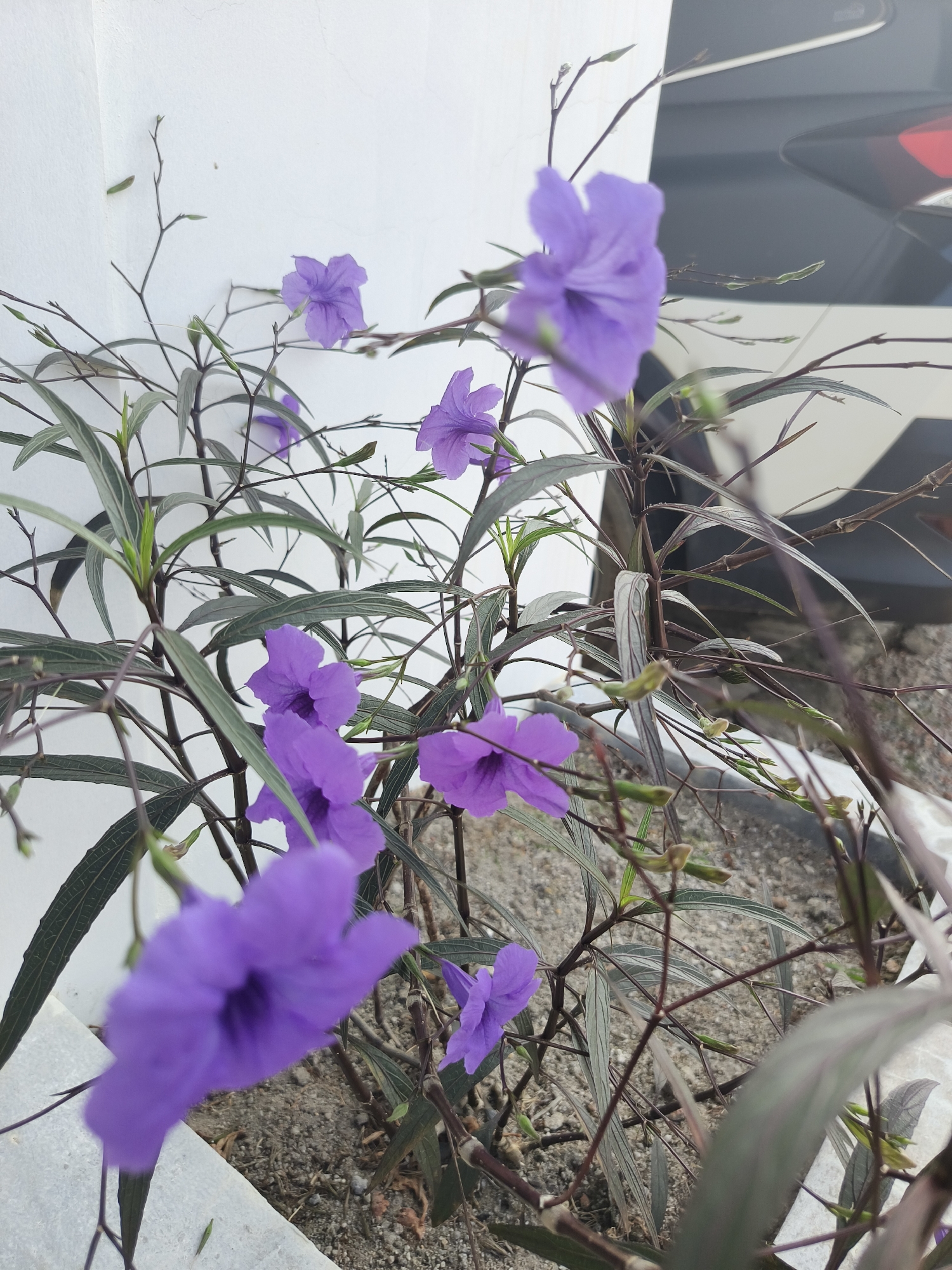 A close-up, eye-level shot shows a flowering plant with vibrant purple blossoms set against a plain white wall and a blurred background that appears to be a vehicle. The plant has slender, dark stems and long, narrow, grey-green leaves with prominent parallel veins. Several delicate purple flowers, some in full bloom and others still budding, are scattered throughout the foliage. The ground beneath the plant is covered in light-colored gravel and soil. The image is taken outdoors, suggesting a garden or outdoor planting area. The presence of a vehicle in the background implies an urban or suburban setting. The location of Pangkalpinang, Indonesia, is noted as the place where this scene was captured.