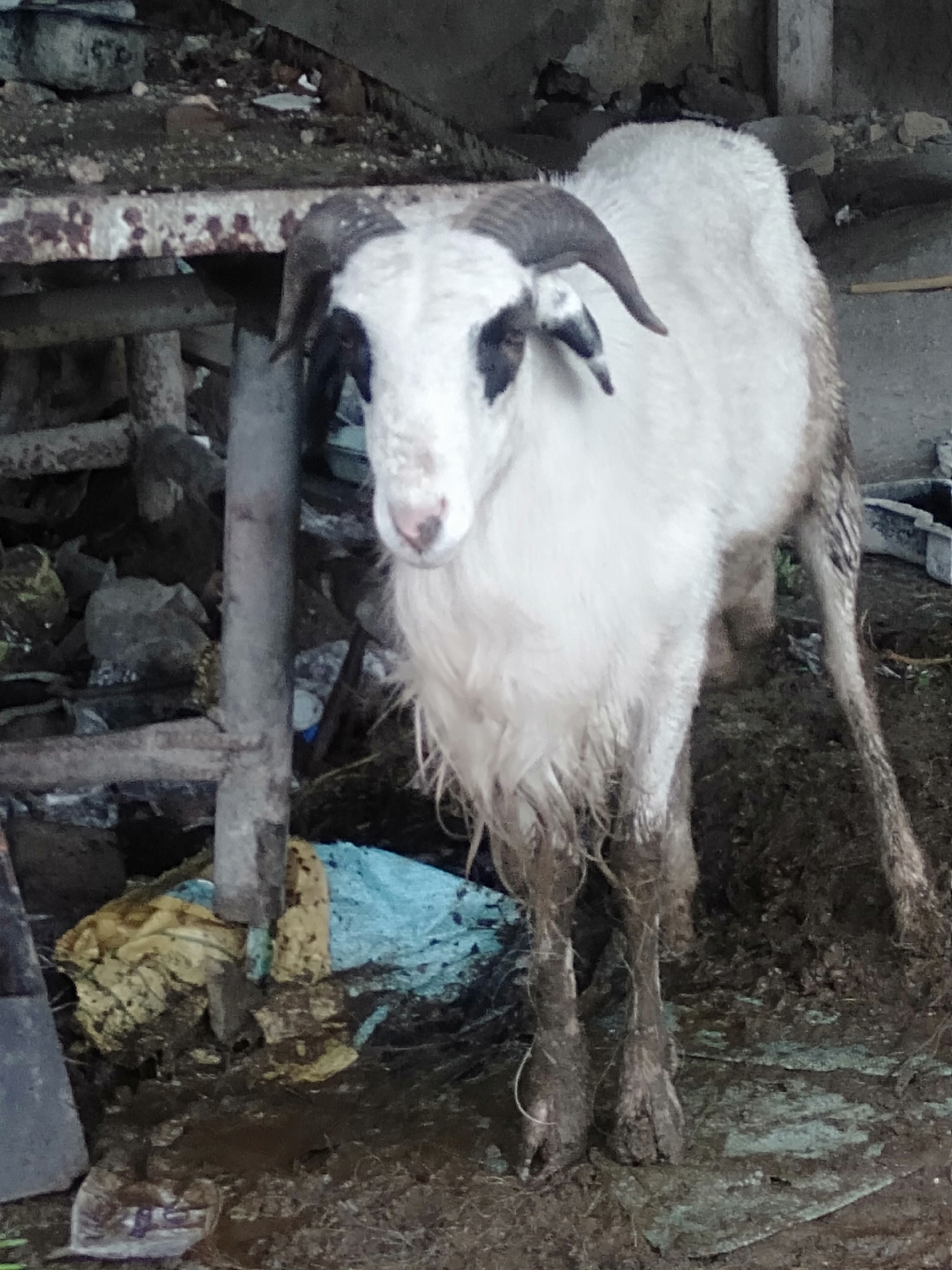 A white sheep with black markings around its eyes and black horns stands in a muddy environment in Unknown, Unknown. The sheep's legs are covered in mud. In the background, there is debris including a rusted metal structure and a blue and yellow tarp. The scene appears to be an agricultural setting or a poorly maintained area.