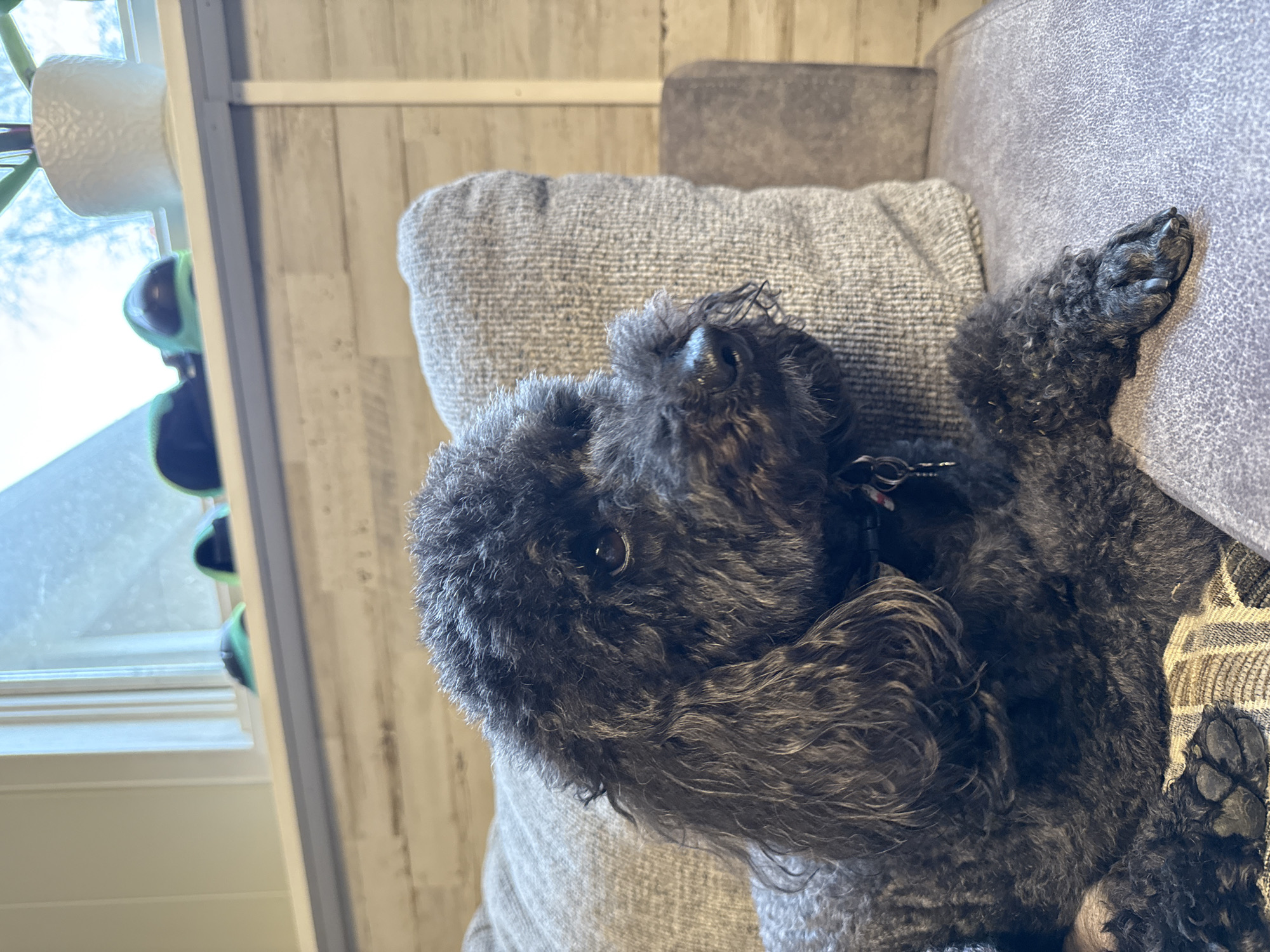 A black poodle lies on a grey sofa. The dog's face is towards the viewer, and its paw rests on the sofa's arm. A window is visible in the background, with a plant on the windowsill. The setting appears to be indoors, possibly a home. There is no information to confirm this image was taken in Anchorage.