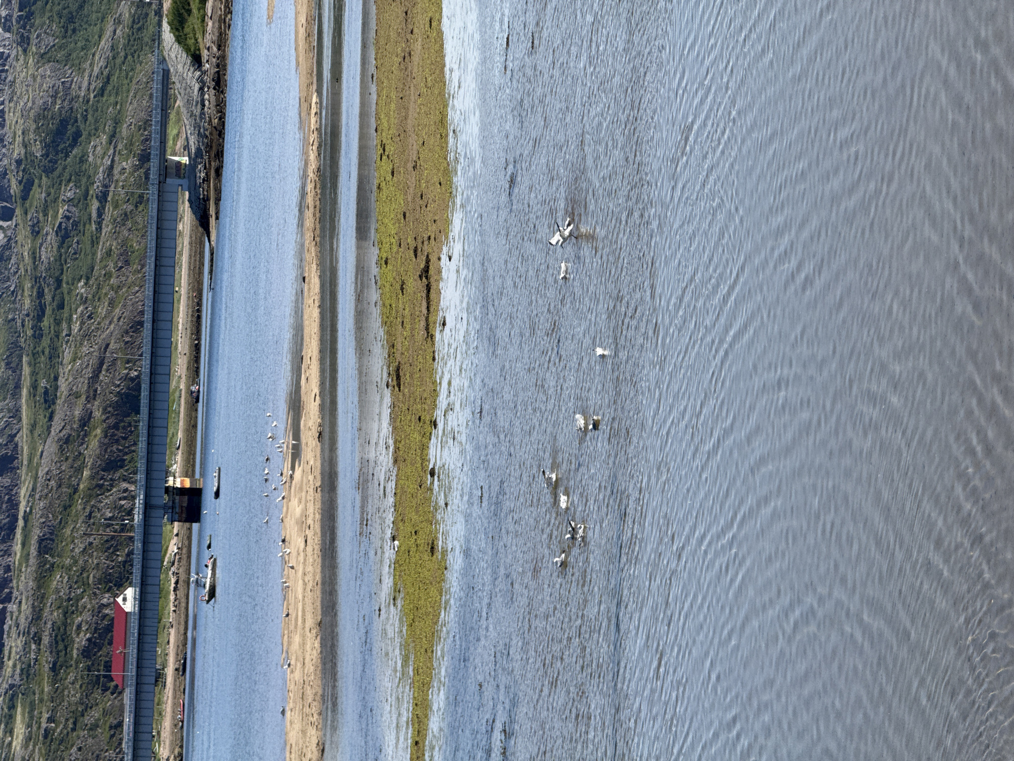 The image captures a picturesque view of the coast in Teriberka, Russia, with a bridge spanning across a body of water. In the foreground, several seagulls are seen swimming and flying in the calm blue water. A sandbar, dotted with more seagulls, separates the foreground water from a patch of green aquatic vegetation. In the mid-ground, a bridge stretches across the water, with a building with a red roof visible on the shore beyond it. Several boats are moored in the water near the bridge. The background features a rugged, rocky hillside covered in sparse vegetation, characteristic of the Arctic landscape. The scene is bathed in sunlight, casting gentle ripples on the water's surface.