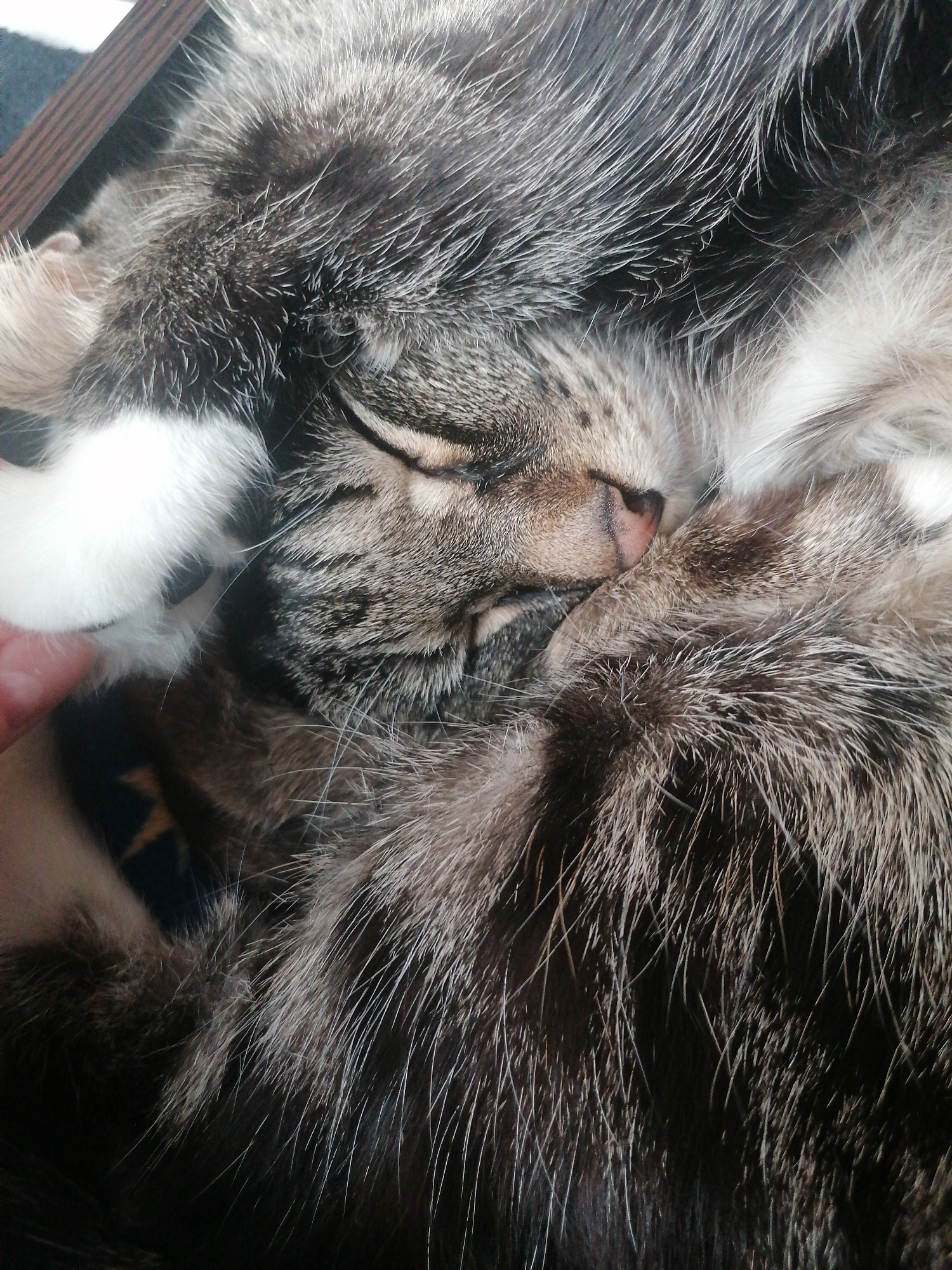 This is a close-up, overhead shot of a domestic cat sleeping curled up. The cat is a tabby with gray, black, and white fur. Its eyes are closed, and its nose is pink. One of its front paws is visible, resting on its face. The background is dark and appears to be a soft surface, possibly a bed or blanket, with a hint of a wooden frame at the top. There is no indication of the city of Angarsk, Russia, or any other urban environment.