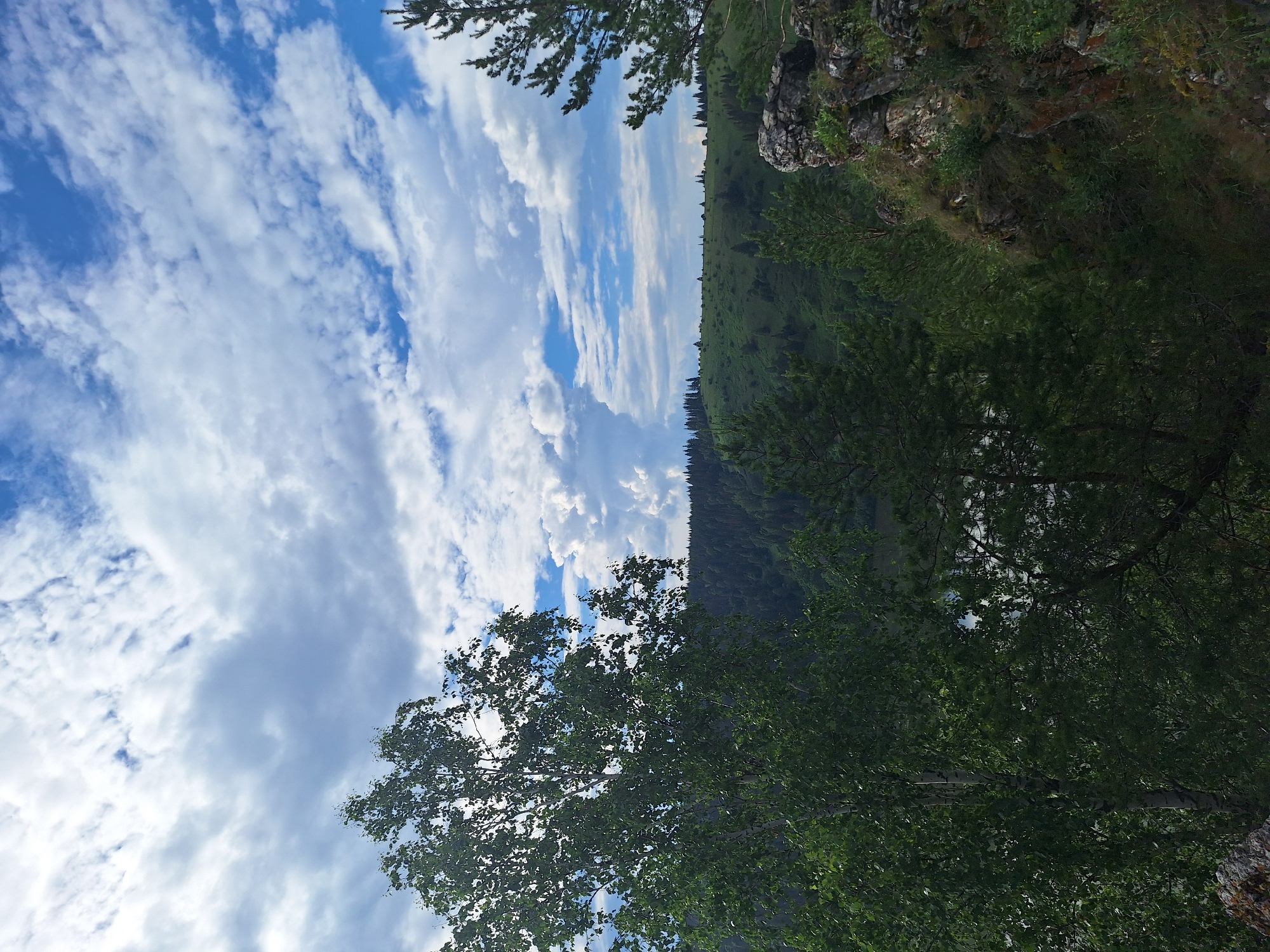 The image depicts a natural landscape from an elevated vantage point, likely overlooking a valley. In the foreground, on the left, a large birch tree with a white trunk and green foliage dominates the frame. To the right, a rocky outcrop with vegetation covers its surface is visible. Beyond these foreground elements, a dense forest covers the slopes of a hill. A body of water, possibly a river or lake, can be seen in the mid-ground, partially obscured by trees. The background features rolling green hills under a dynamic sky filled with white and gray clouds against a blue backdrop. The location is identified as a viewpoint near the city of Sim, Russia, suggesting a scenic overlook within or on the outskirts of the city, characterized by its natural topography. There are no people or discernible human activity in the image.