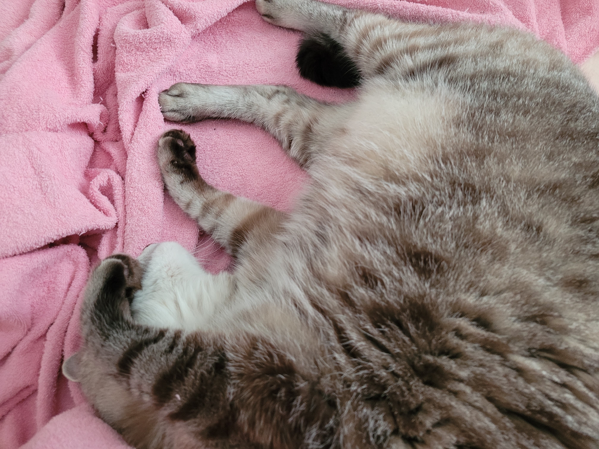 A cat sleeps on a pink blanket. The cat is a tabby with grey and white fur. Its eyes are closed, and one paw is covering its face. The blanket is soft and textured, with some wrinkles. The image is taken from a top-down perspective.