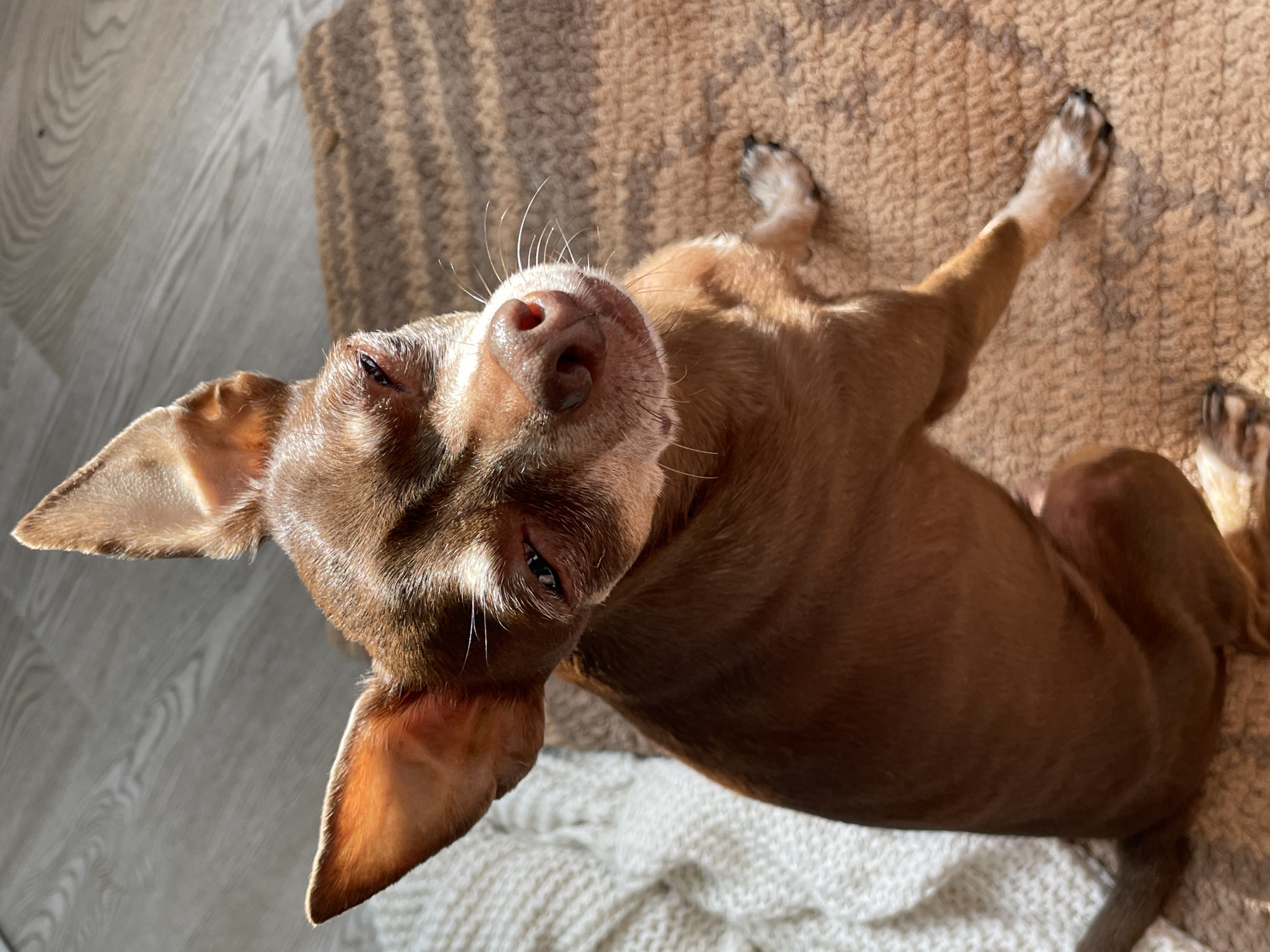 A close-up, high-angle shot shows a brown Chihuahua dog with large ears, sitting on a textured, striped brown rug. The dog is illuminated by sunlight, casting a shadow on its face and highlighting its fur. Its eyes are partially closed, and its snout is pointed upwards. To the left of the dog is a textured white blanket and a wooden floor with visible grain. The scene is indoors.