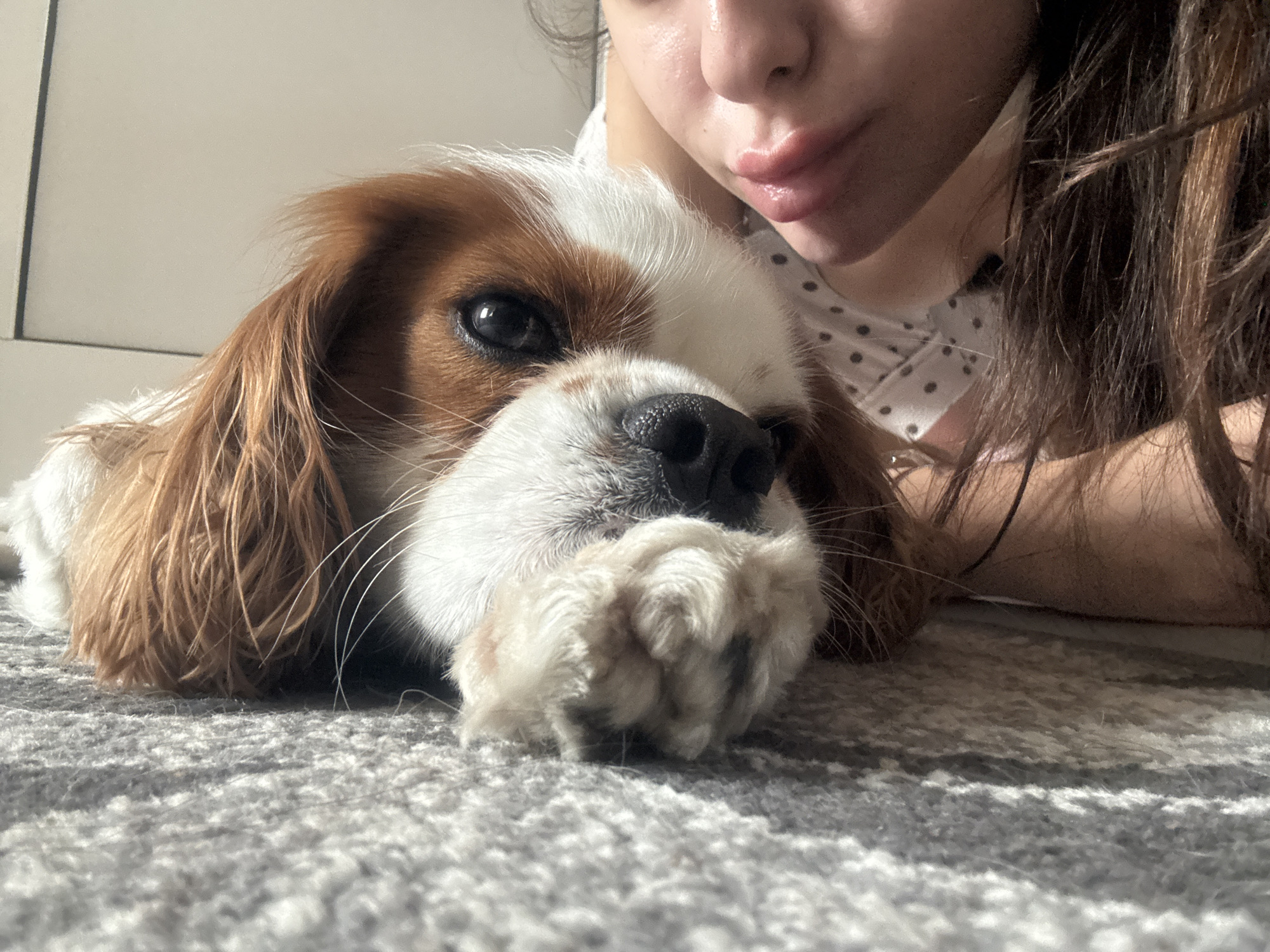A close-up, low-angle shot captures a tender moment between a Cavalier King Charles Spaniel dog and a person in an indoor setting in Plovdiv, Bulgaria. The dog, with its distinctive brown and white fur and long, floppy ears, is the central focus, lying comfortably on a textured gray carpet. Its white, fluffy paw is tucked under its chin, and its dark, expressive eyes gaze gently towards the viewer, conveying a calm and content demeanor.
To the right of the dog, a person is partially visible, primarily from the nose and mouth down, along with flowing brown hair. Their lips are slightly parted, and their face appears relaxed. They are wearing a light-colored garment with a subtle dark polka-dot pattern. The close proximity suggests an intimate bond, with the person likely lying alongside the dog, sharing a moment of quiet companionship.
The background is simple and uncluttered, featuring a light, neutral-toned wall or piece of furniture, possibly a door or cabinet. The lighting is soft and natural, indicating daytime, and casts subtle shadows, enhancing the cozy atmosphere. The overall impression is one of warmth, affection, and peaceful cohabitation. No visible text is present in the image.