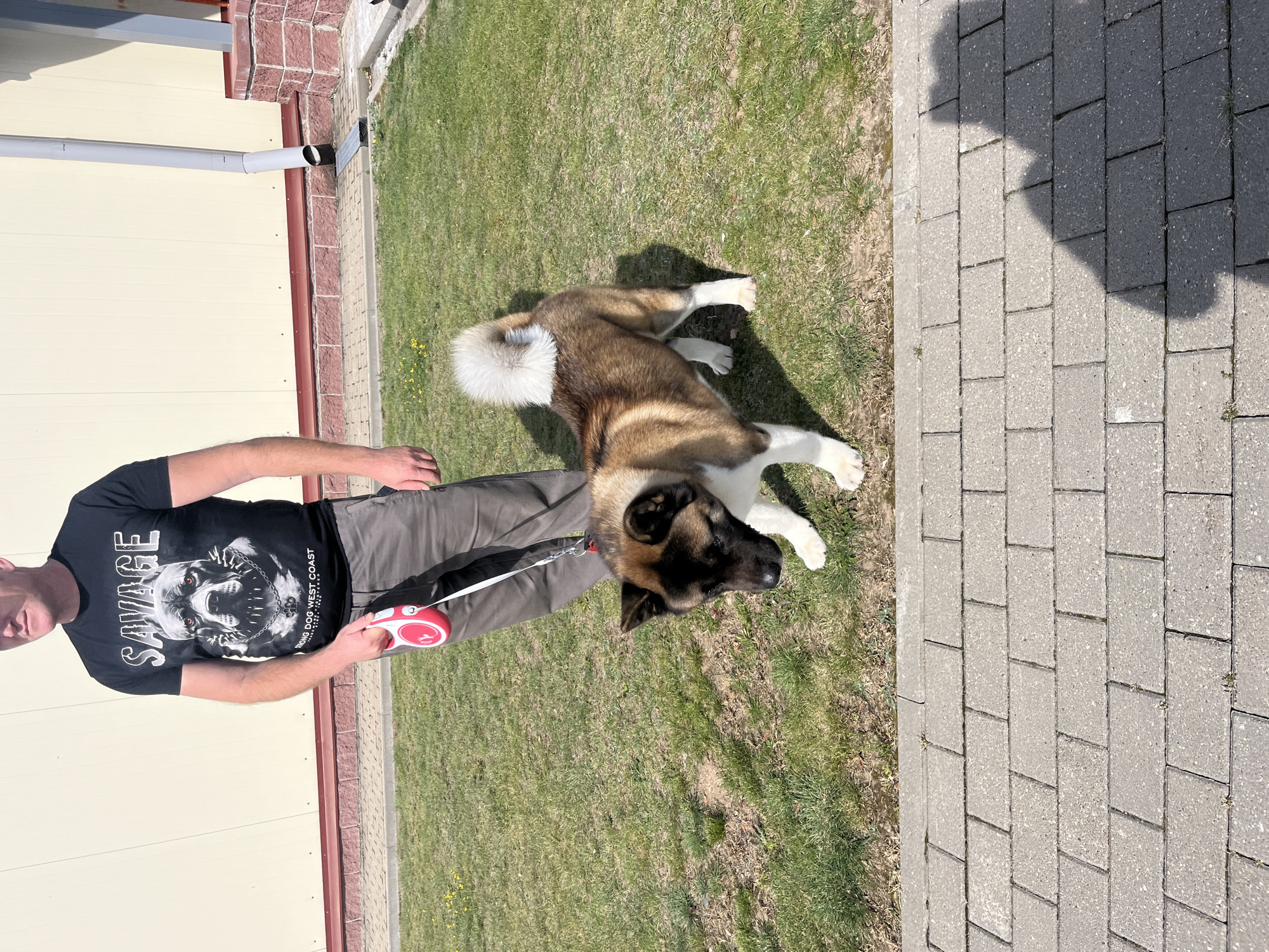 A person wearing a black t-shirt with a graphic of a dog and the word "SAVAGE" is holding a retractable dog leash with a red handle. The person is standing on a grassy area next to a paved walkway made of rectangular concrete blocks. A dog, appearing to be an Akita or similar breed with brown, black, and white fur, stands on the grass in front of the person, looking down. In the background, there is a building with a light-colored facade, a red brick foundation, and a gray downspout. The scene is outdoors during daylight, with shadows cast on the ground, suggesting a sunny day. The location is identified as the city of Lahojsk selsaviet, Belarus.