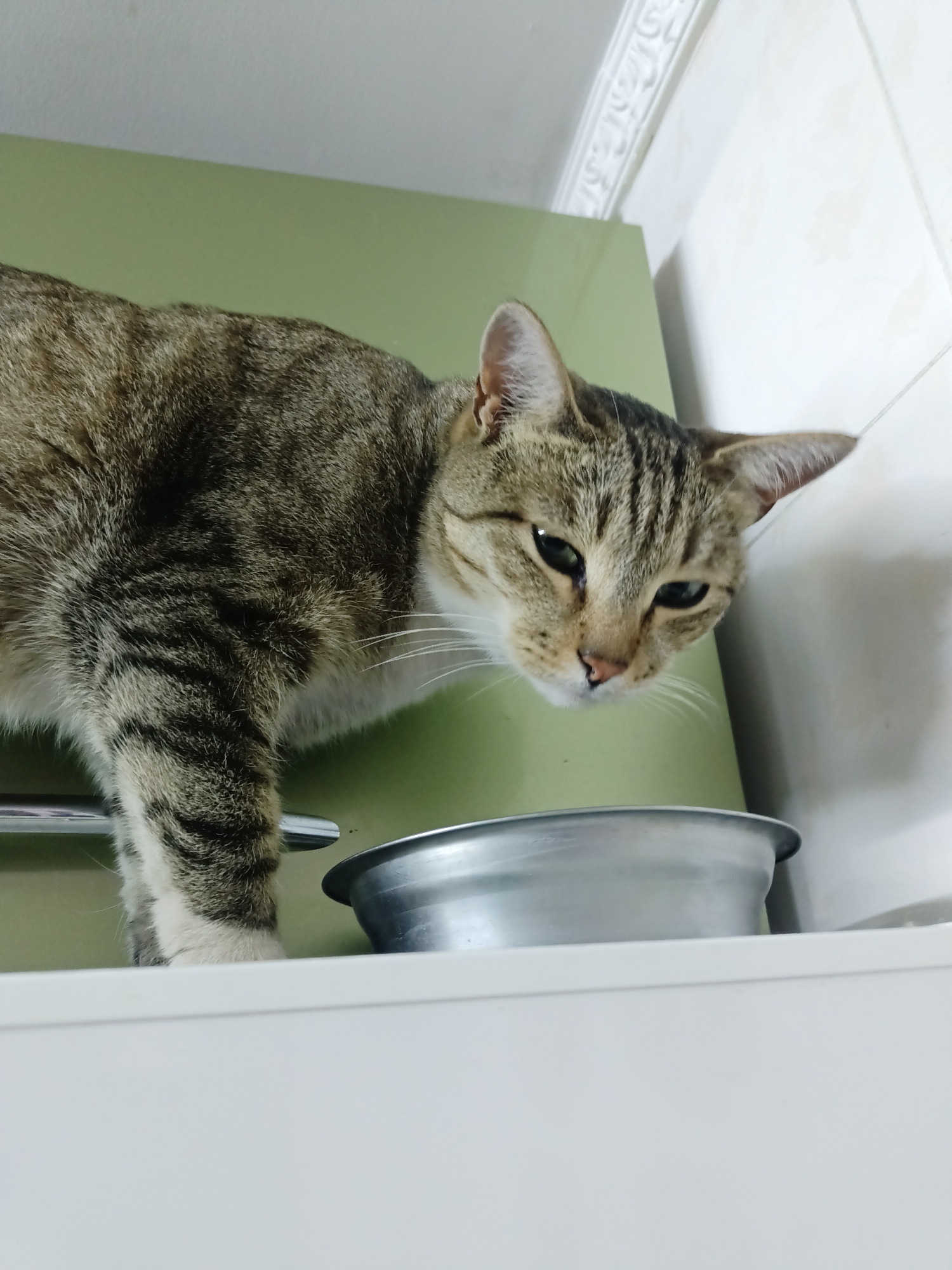An adult tabby cat is positioned on a white surface, with its body extending to the left and its head facing downwards and to the right, looking into a silver bowl. The cat's fur is brown and black striped, with white markings on its chest and paws. It has green eyes and prominent whiskers. The cat appears to be in an indoor setting, possibly a kitchen or dining area, with a light green cabinet behind it and a white wall with decorative molding above. The image does not contain any recognizable landmarks or features that would indicate a specific location within Almaty, Kazakhstan.