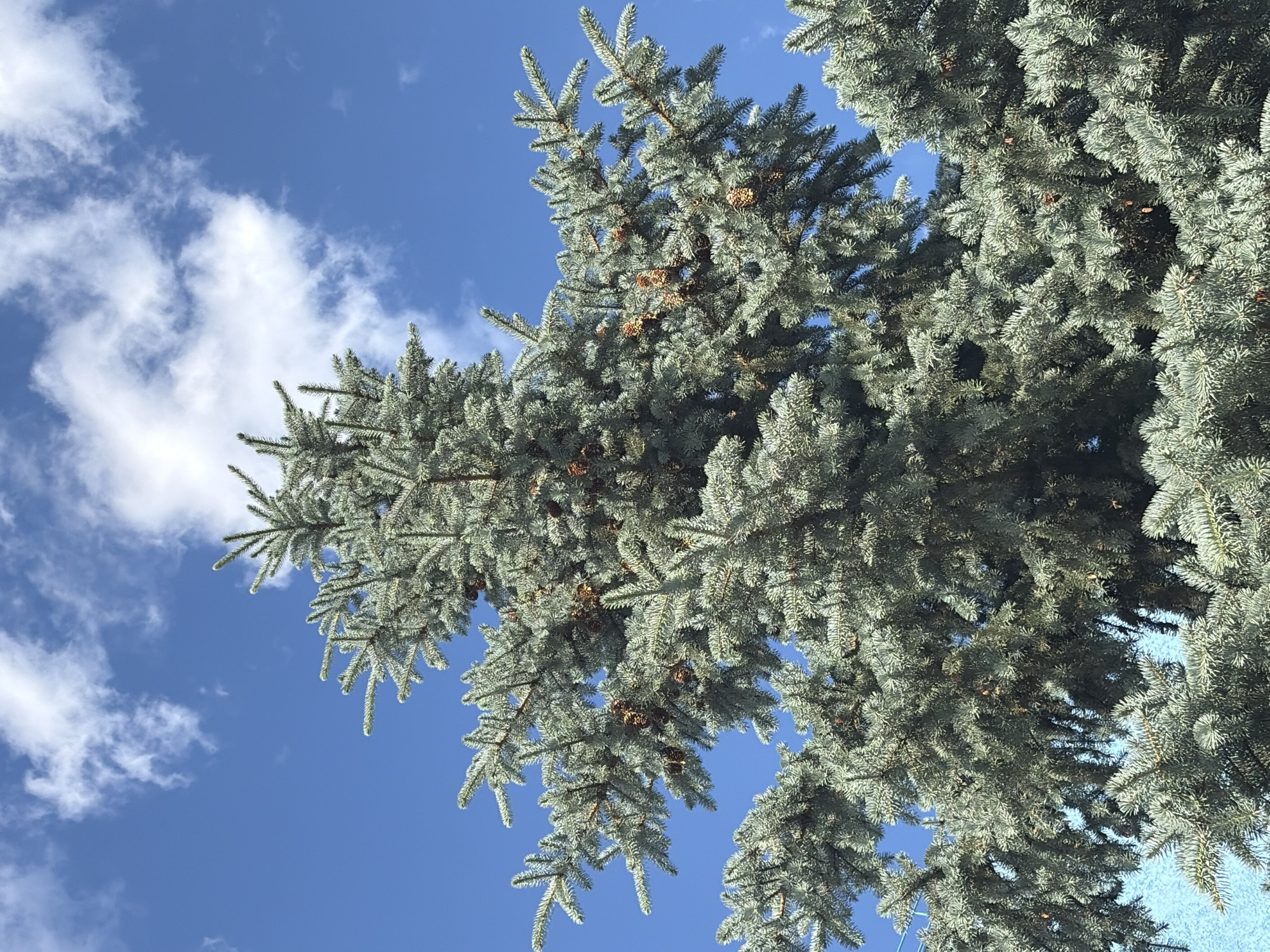 This is a medium-shot, outdoor, eye-level photograph taken on a clear, sunny day in Chaikovsky, Russia. The image is dominated by a large, blue spruce tree with dense, needle-like foliage and numerous small pine cones. The tree branches extend upwards and outwards, filling most of the frame. In the background, a vibrant blue sky is visible with scattered white, cumulus clouds. The bottom left corner of the image shows a portion of a bright blue, textured surface, possibly a wall or fence. No people or animals are present in the scene.