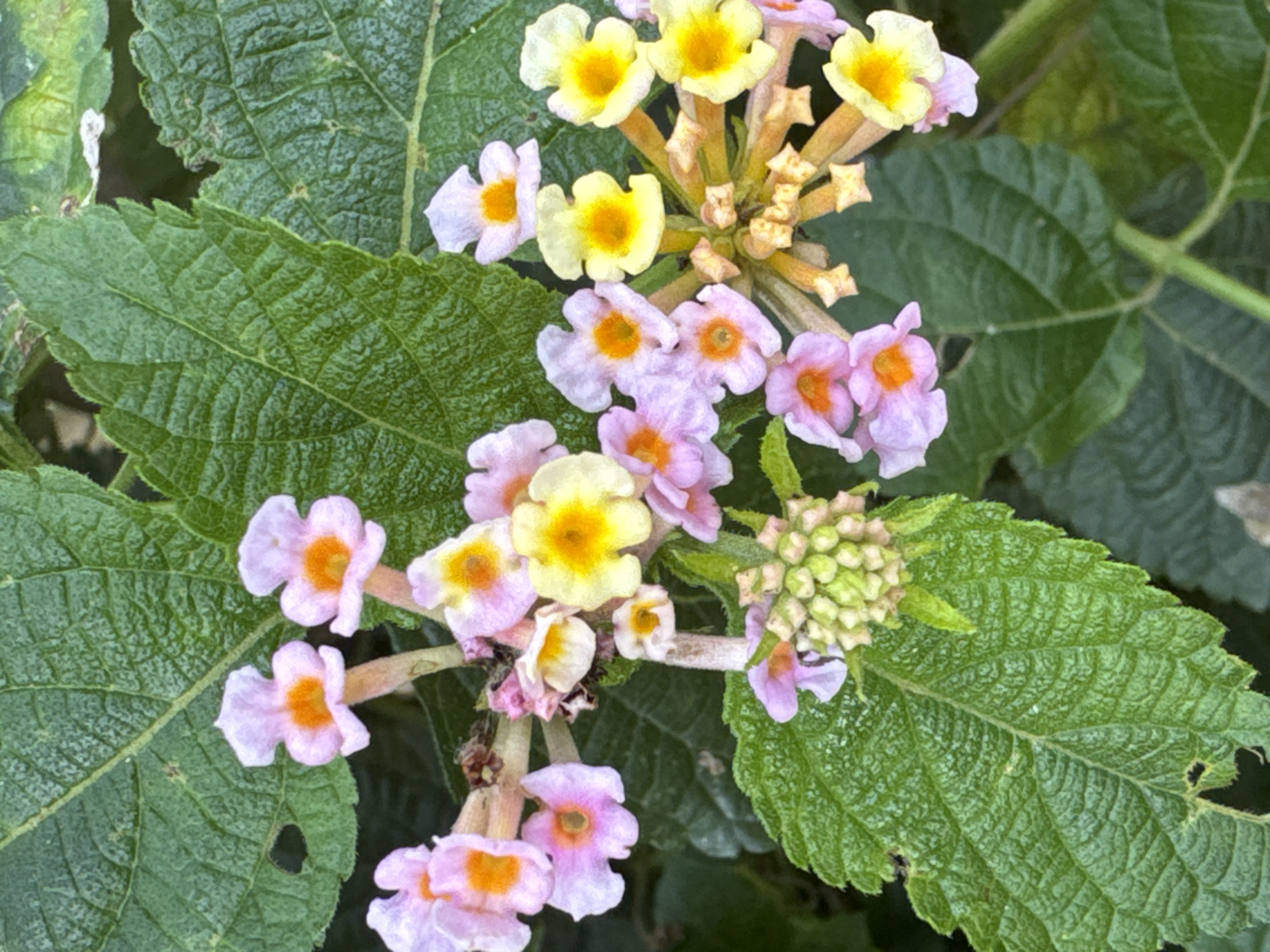 This is a close-up, eye-level, outdoor, natural light photograph of a cluster of small flowers with green leaves in the background. The flowers are a mix of pale pink and yellow with orange centers. Some of the flowers are fully bloomed, while others are still in bud form. The leaves are a vibrant green and have a textured surface. The overall impression is one of natural beauty and tranquility. The image appears to have been taken during the day, likely in the morning or afternoon. There are no visible text or indications of location or weather.