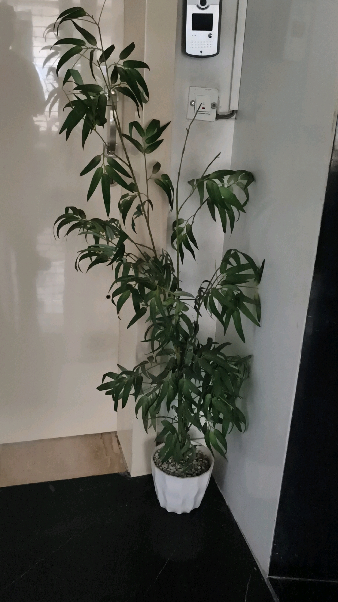 In the city of Mumbai, India, an indoor potted plant with long, slender green leaves stands in a white, faceted pot. The plant is positioned in the corner of a room, against a white wall. To the right of the plant, a black diagonal line suggests a corner where two walls meet. Above the plant, mounted on the white wall, is a white intercom device with a camera and a small screen. Below the intercom, a white light switch with a red toggle is visible. The floor is dark, appearing to be black. A faint reflection of light on the white wall to the left of the plant suggests a window or light source nearby.
