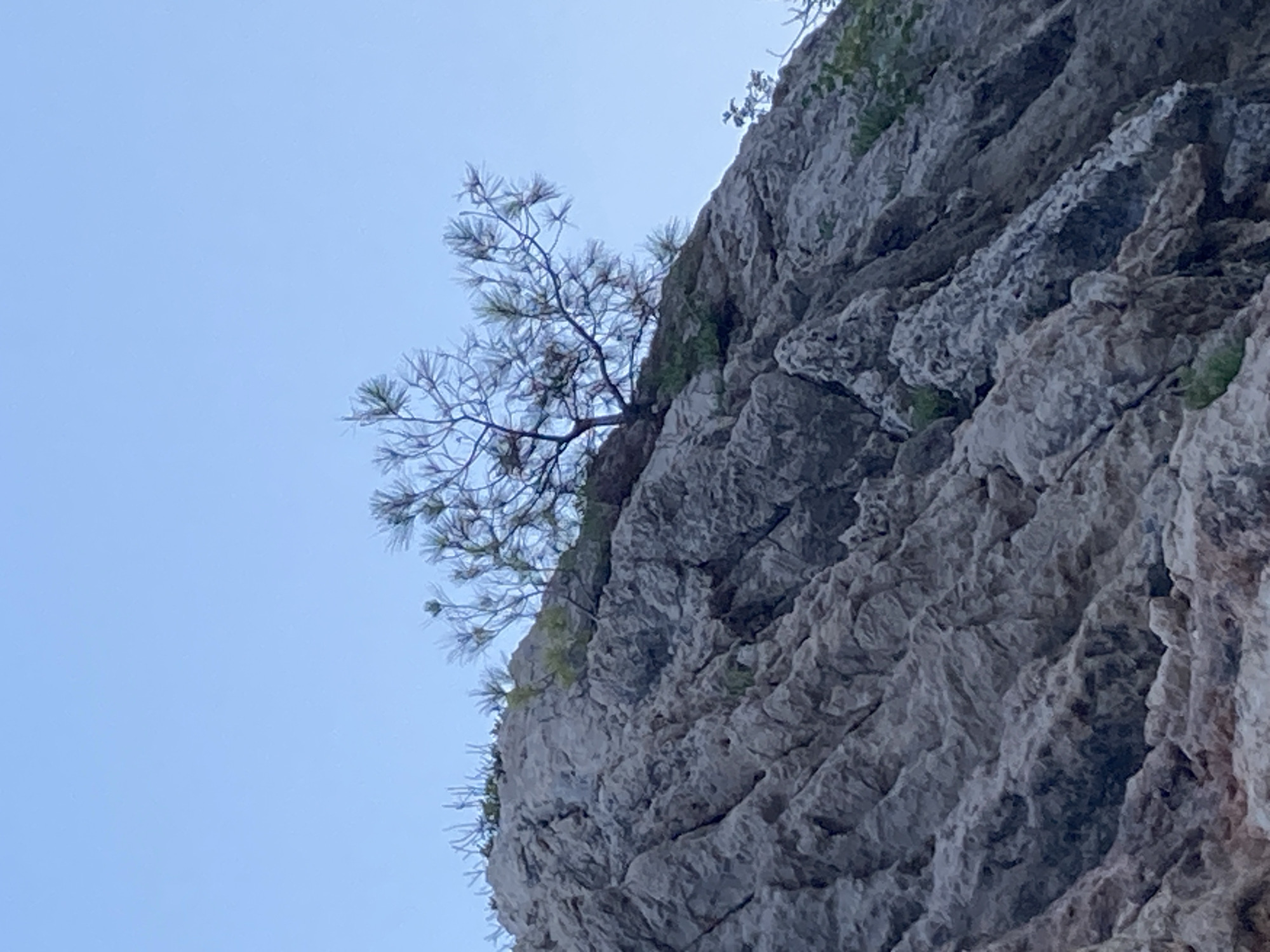 The image shows a rocky incline with a small pine tree growing on its crest. The sky is clear and blue. The rocks are gray and rugged, with visible cracks and crevices. Patches of green vegetation are scattered on the rocks. The pine tree has sparse foliage and appears to be windswept. The scene is likely located in a natural setting, possibly along the coast of Kemer, Turkey, given the characteristic rocky terrain and the type of vegetation often found in such Mediterranean environments. There are no people or animals visible in the image.