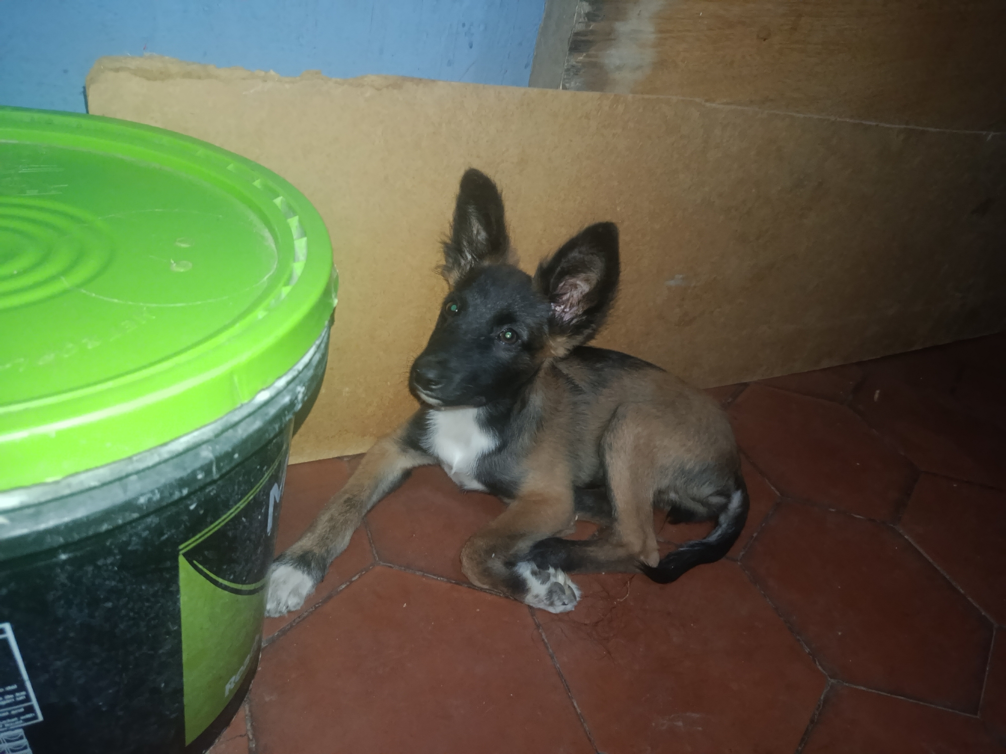 The image shows a young dog lying on a tiled floor in what appears to be an indoor setting. The dog has a black muzzle and ears, and its fur is a mix of brown and black. It has a white patch on its chest and white markings on its paws. The dog is lying next to a large bucket with a green lid. The background consists of a blue wall and a beige cardboard panel. The location is Juan Griego, Venezuela.