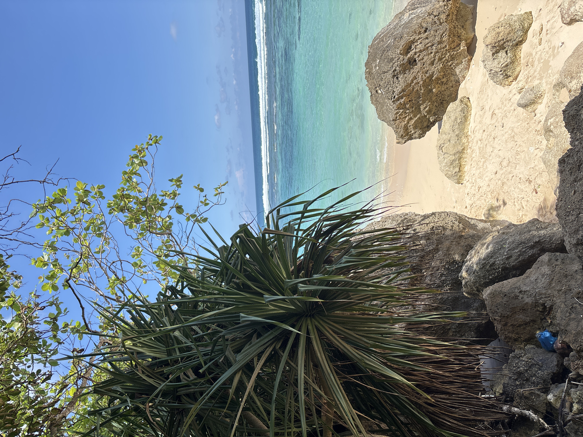 The image shows a coastal scene in Ungasan, Indonesia. The foreground contains a Pandanus tree and other foliage growing near rocks. In the background, a beach with golden sand meets the turquoise ocean. Waves are visible in the water. The sky is bright blue with a few clouds. Some trash is seen around the base of rocks.
