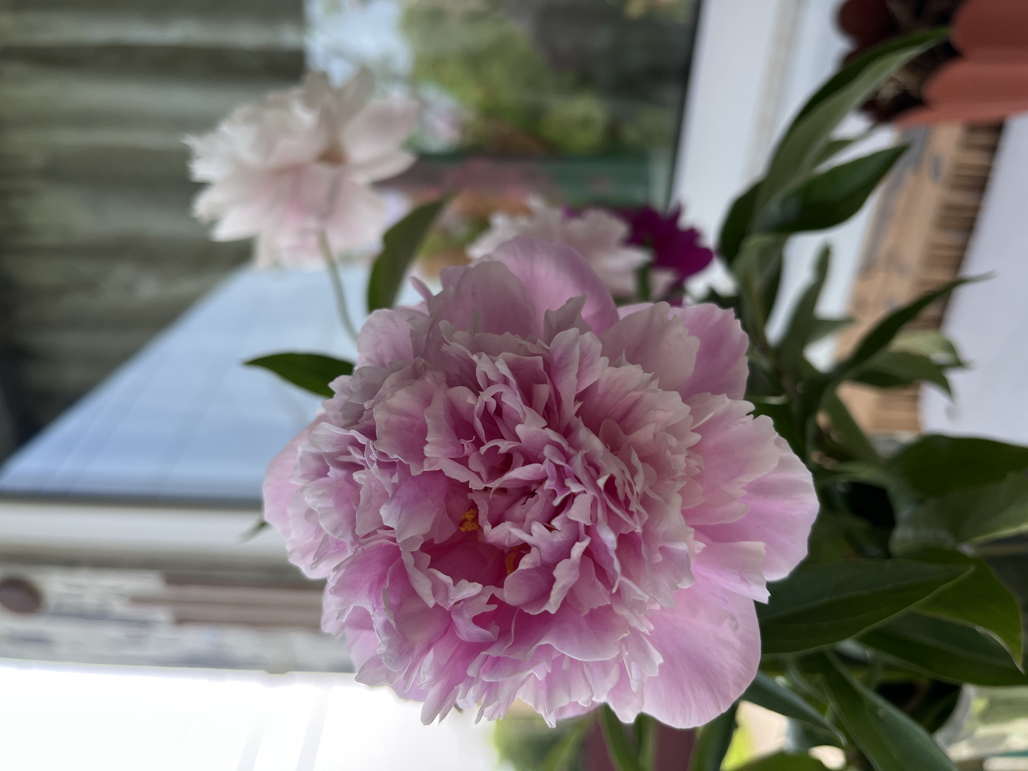 A close-up of a pink peony in bloom is the primary subject. The flower is heavily layered with delicate petals, showing hints of white along the edges and a yellow center. It is set against a blurred background that includes a window, some greenery, and other out-of-focus flowers, one of which appears white. The lighting suggests it is daytime, possibly near a window. The image does not contain any information about the city of Petropavlovsk-Kamchatsky, Russia, or any people.