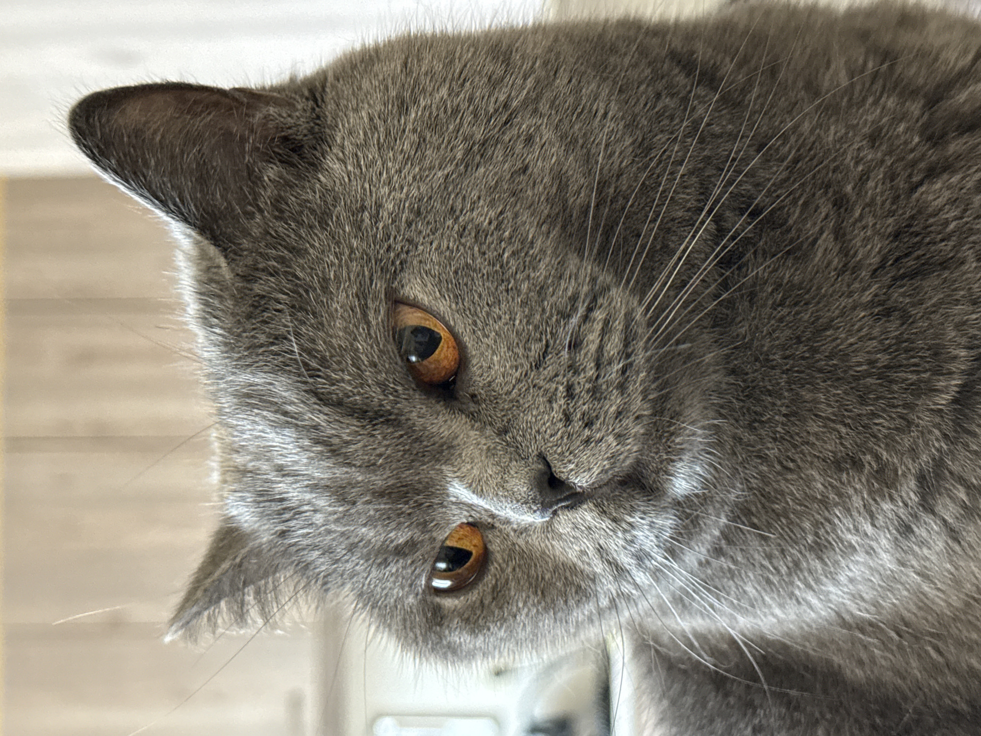 The image is a close-up portrait of a British Shorthair cat with grey fur and orange eyes. The cat is looking to the left with a slightly furrowed brow. The background is blurred and appears to be an indoor environment with wooden elements. There are no people or specific landmarks visible that would indicate a location in Plovdiv, Bulgaria.