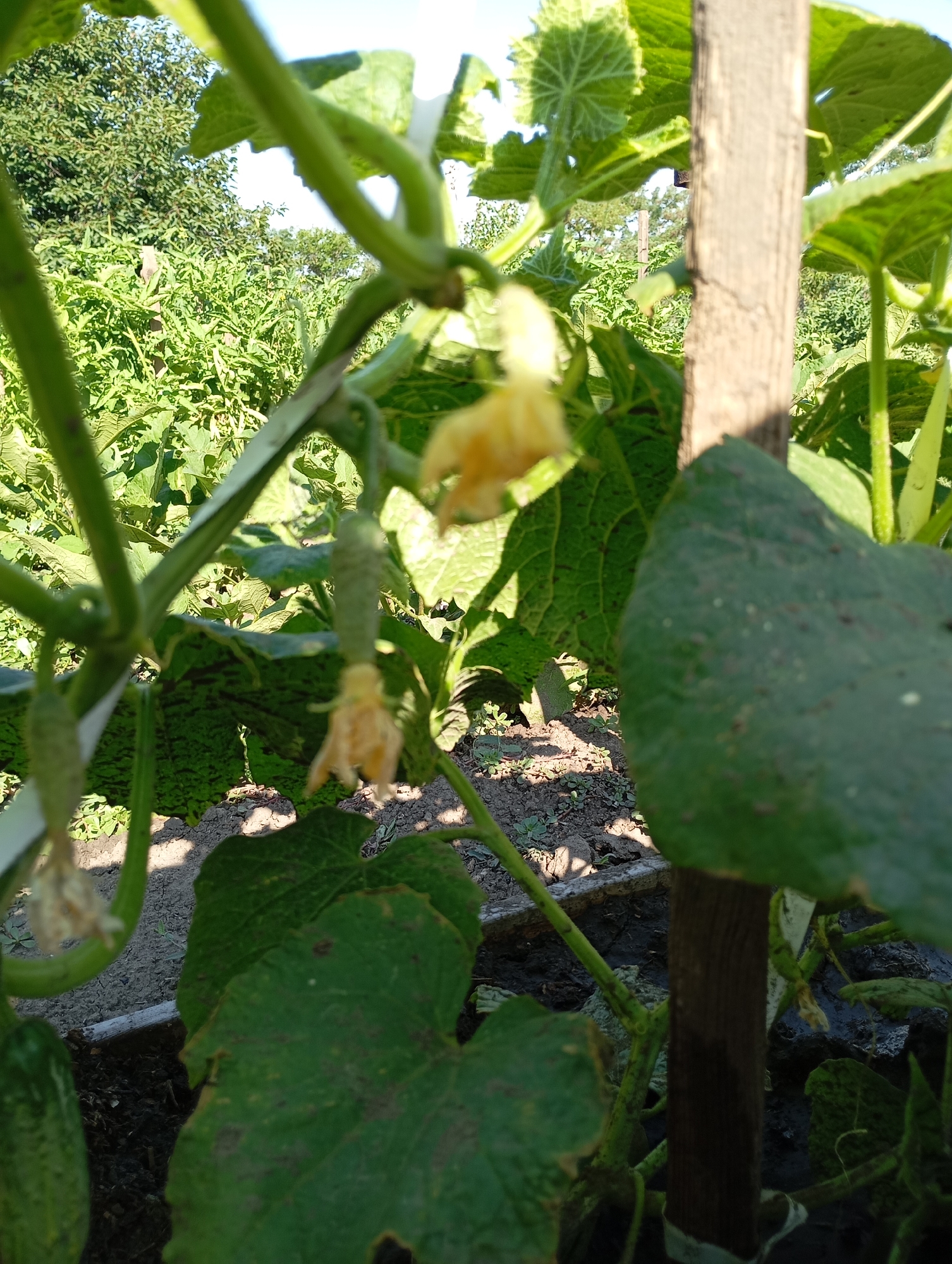 The image shows a close-up view of a cucumber plant in a garden. The plant has green vines, large green leaves, and small yellow flowers. There are also developing cucumbers visible on the vine. A wooden stake is present, supporting the plant. The background consists of more greenery, suggesting a garden or agricultural setting. The scene is likely outdoors on a sunny day, with natural lighting. The location is identified as Karagash, Moldova. No people or animals are visible in the image.