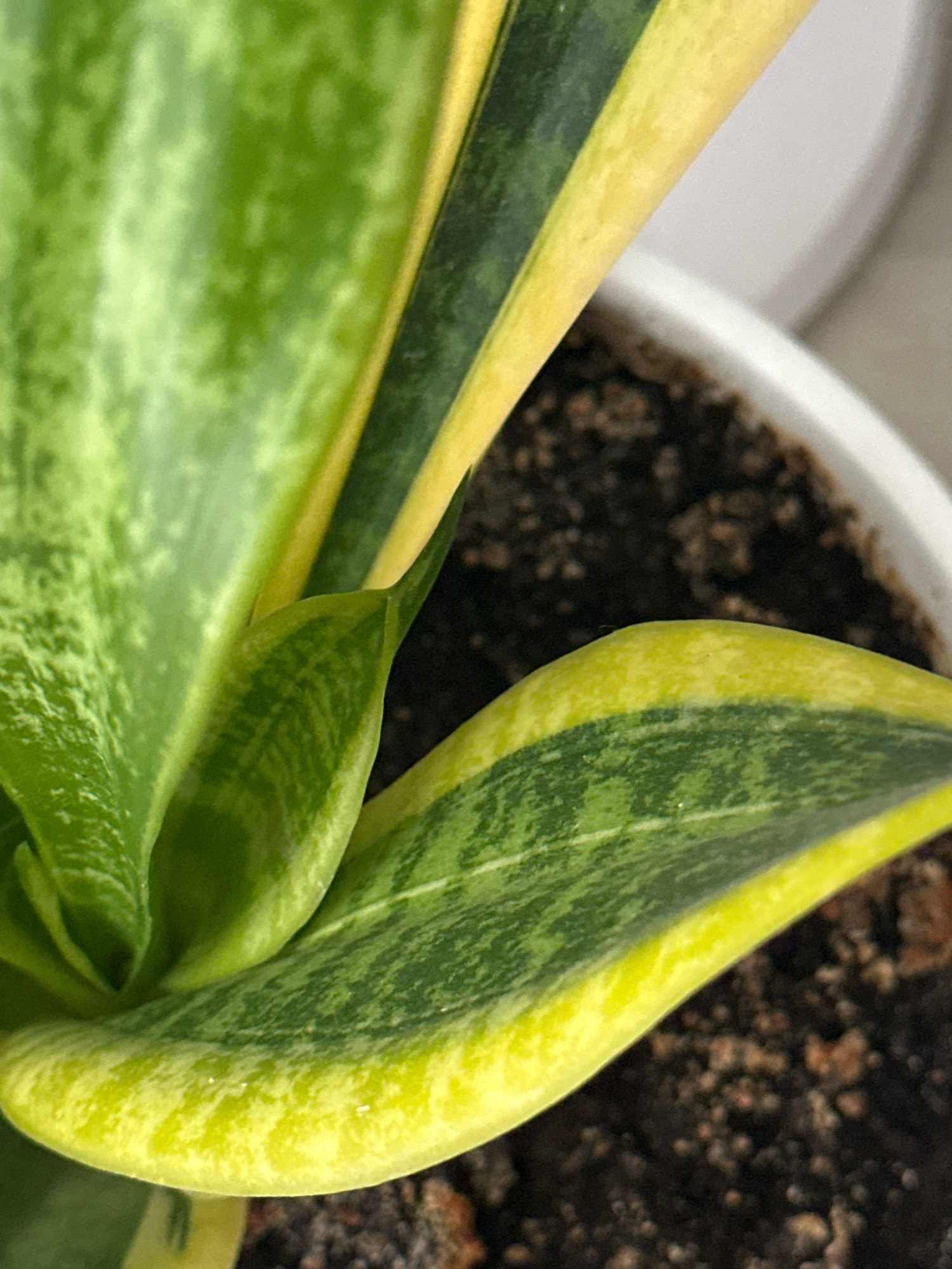 The image is a close-up shot of a snake plant (Sansevieria trifasciata) in a white pot. The plant has variegated leaves with green centers and yellow margins, with streaks of lighter green throughout. The soil in the pot is dark and appears to be a mixture of dirt and organic matter. The background is blurred but suggests an indoor setting with a white wall. The image does not contain any information about the city of Nevinnomyssk, Russia.