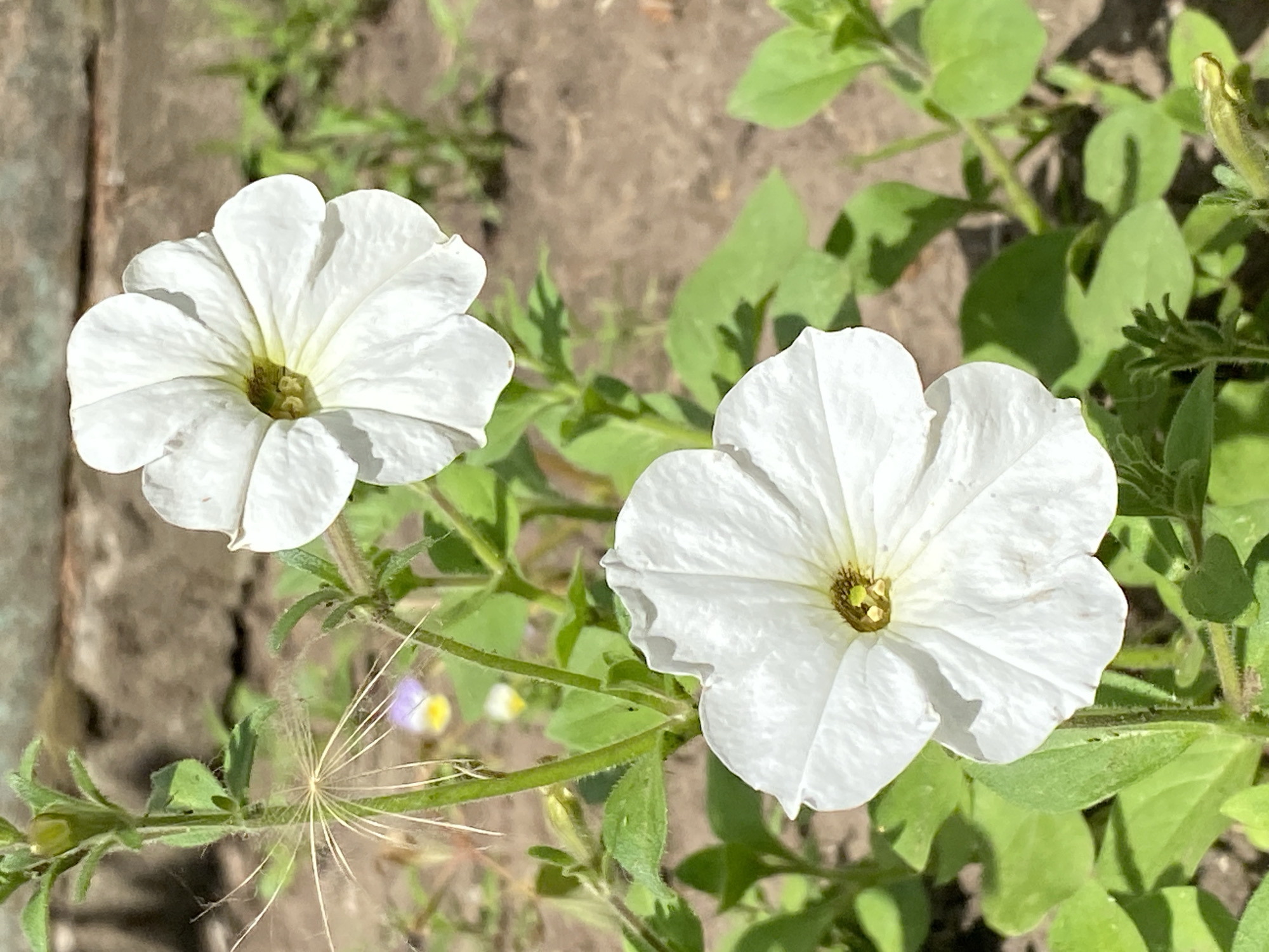 Two white petunia flowers are in bloom, one in the foreground and another slightly behind it. Both flowers have five petals and a yellow center. The foreground flower is in sharp focus, while the background flower is slightly blurred. The flowers are surrounded by green leaves and stems. In the background, there is a blurry image of dirt and some green grass. A small purple and yellow flower is visible in the middle ground. The image is taken in daylight, with the sun casting shadows. There are no people or animals in the image. The scene appears to be a garden or a natural outdoor setting.