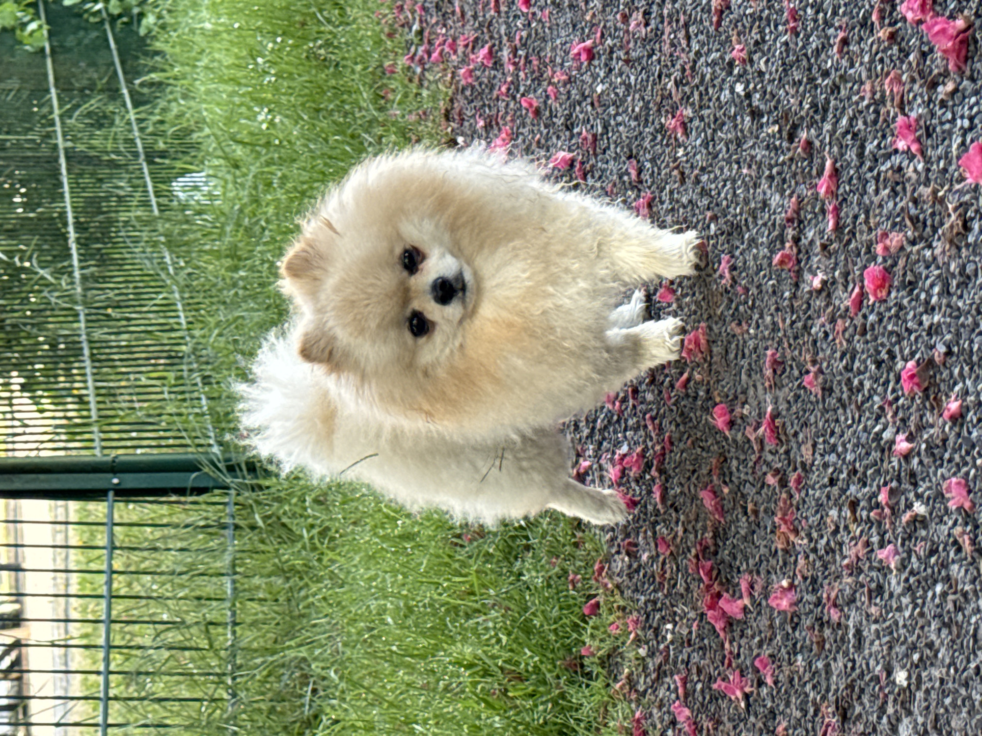 A cream-colored Pomeranian dog stands facing the camera on a surface of gray gravel interspersed with pink flower petals. To the left, a green, metal fence borders a grassy area. The location is Bietigheim-Bissingen, Germany.