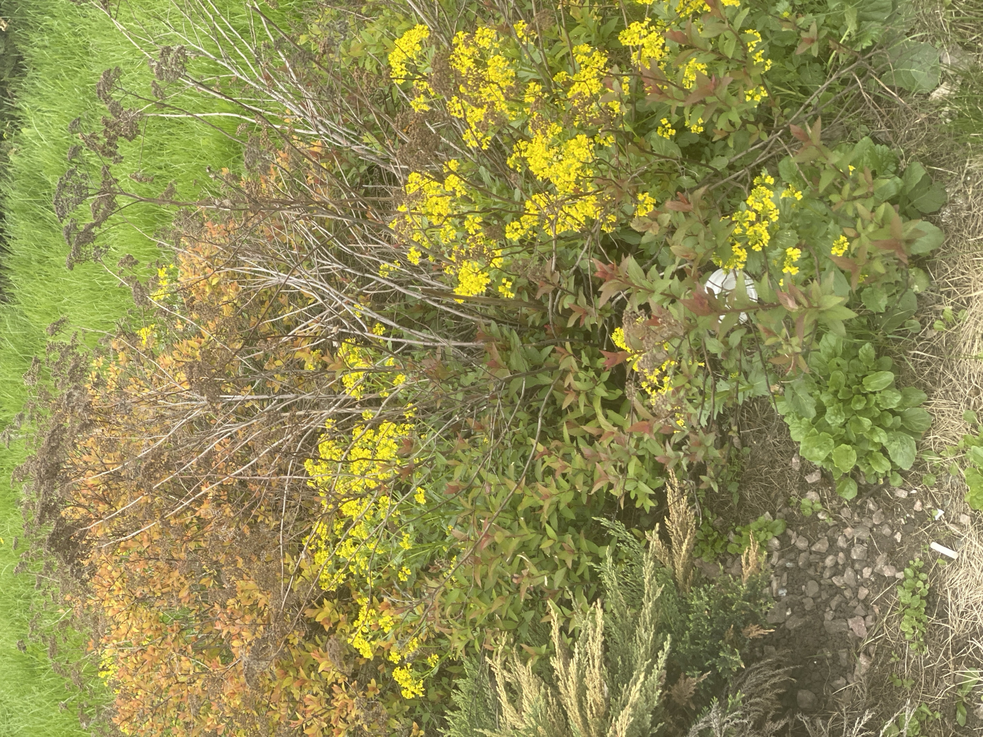 The image shows a patch of vegetation at ground level. The plants include grass, shrubs with yellow flowers, and some brown, dried foliage. The ground cover also includes small stones and some bare soil. There is no indication in the image that the location is Novokuznetsk, Russia. No people, actions, or interactions are visible.