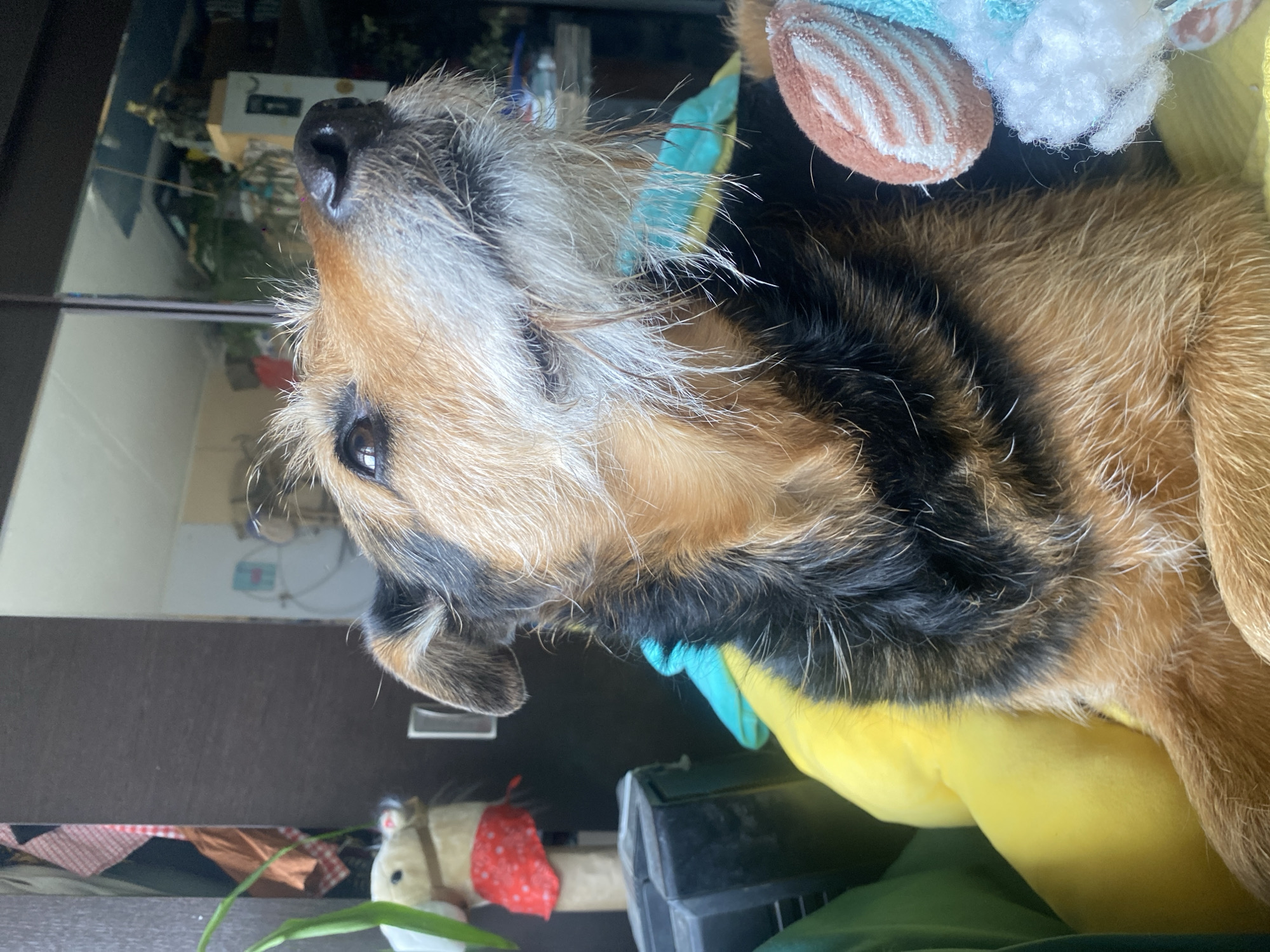A scruffy-haired dog with tan, black, and grizzled white fur is depicted in a medium close-up, looking upwards and slightly to the left. The dog appears to be a Terrier mix, with prominent whiskers and a dark nose. Its fur is a mix of golden brown on the body and upper head, with dark black patches on the back of its neck and face, and lighter, almost greyish-white fur around its muzzle and chin. Its dark eyes are looking attentively upwards.
The dog is wearing a light blue and yellow patterned collar around its neck. It seems to be resting or lying down on a soft, yellow cushion or blanket, which is visible beneath its chest and front legs.
The background shows reflections, suggesting the dog is positioned near a window or a large glass surface. These reflections reveal an indoor setting with indistinct objects, including what might be furniture and a green plant. To the lower left, a small, light-colored toy horse with a red element is partially visible. Above and behind the dog's head, part of another plush toy, with striped brown and white fabric and fluffy white sections, is present. The overall lighting suggests it is daytime. There is no visible text in the image.