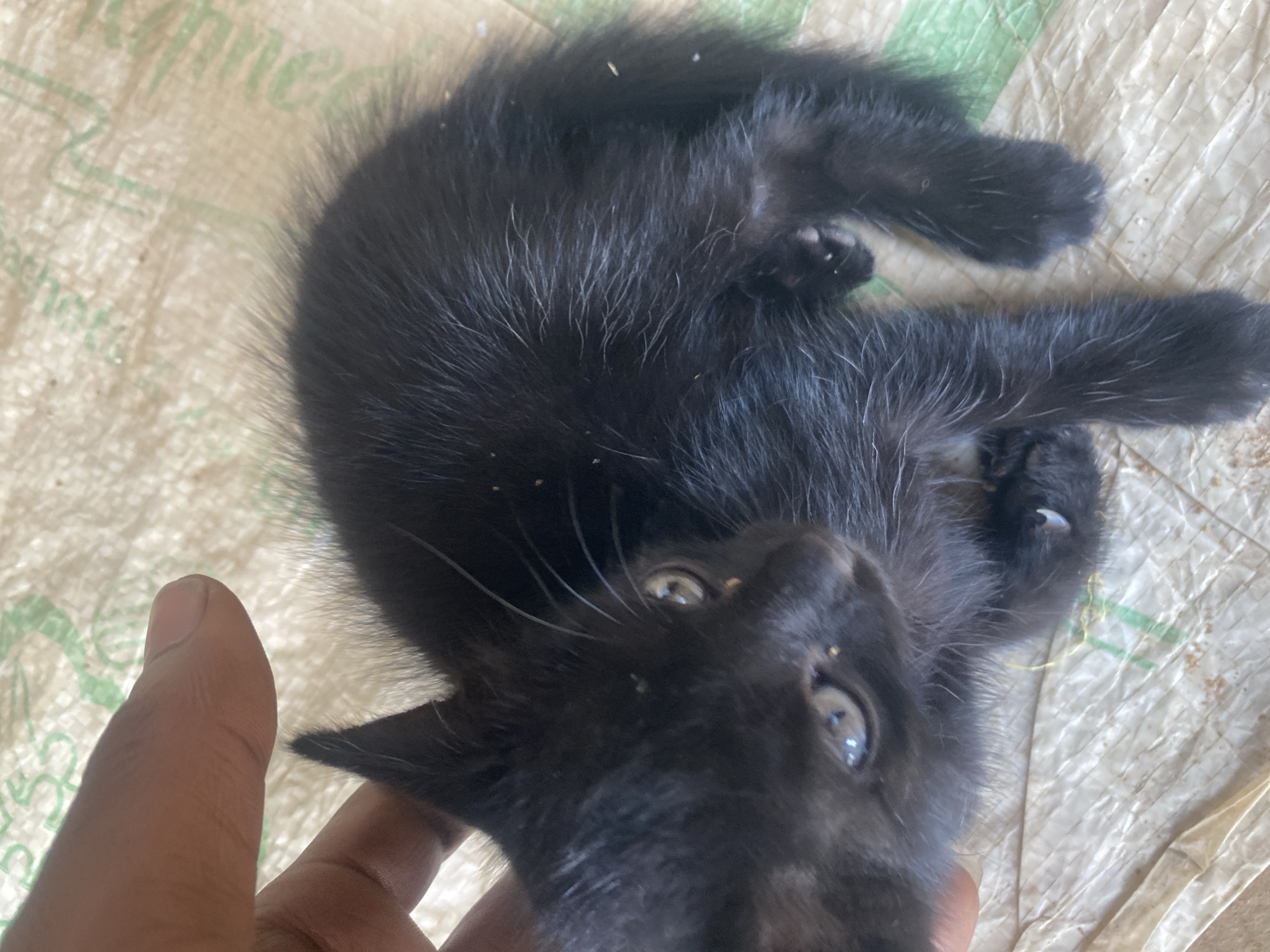 A black kitten lies on its back on a light-colored tarp or cloth with some green markings. The kitten is being touched by a dark-skinned human finger, partially visible at the bottom left. The kitten has blue eyes and some white hairs mixed in with its black fur. The kitten appears to be lying on a white surface. The specific location in Abuja, Nigeria is not ascertainable from the image.