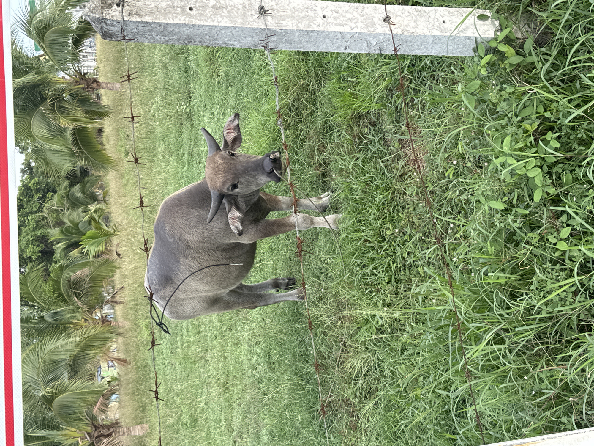 A water buffalo is tangled in a barbed wire fence in a grassy field. Palm trees are visible in the background. The scene is located in ตำบลเกาะพะงัน, Thailand.
