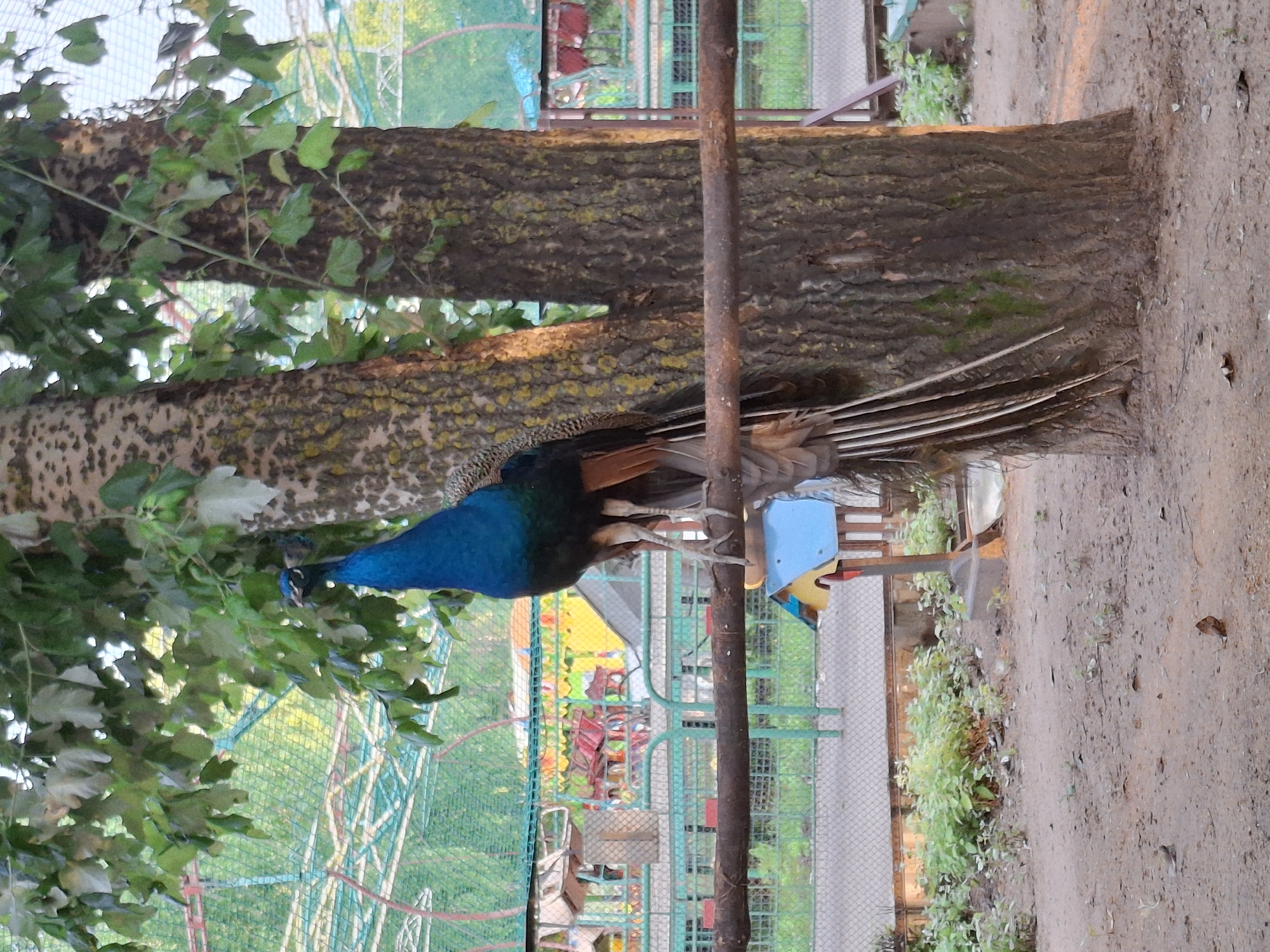 A peacock is perched on a thick, rough-barked tree in an outdoor enclosure. The peacock is predominantly blue and green, with its tail feathers fanned out and resting on a branch. The background shows a fence, some greenery, and what appears to be part of a playground or amusement park with colorful structures. The ground is sandy and dirt. The scene is illuminated by natural light, suggesting it is daytime.