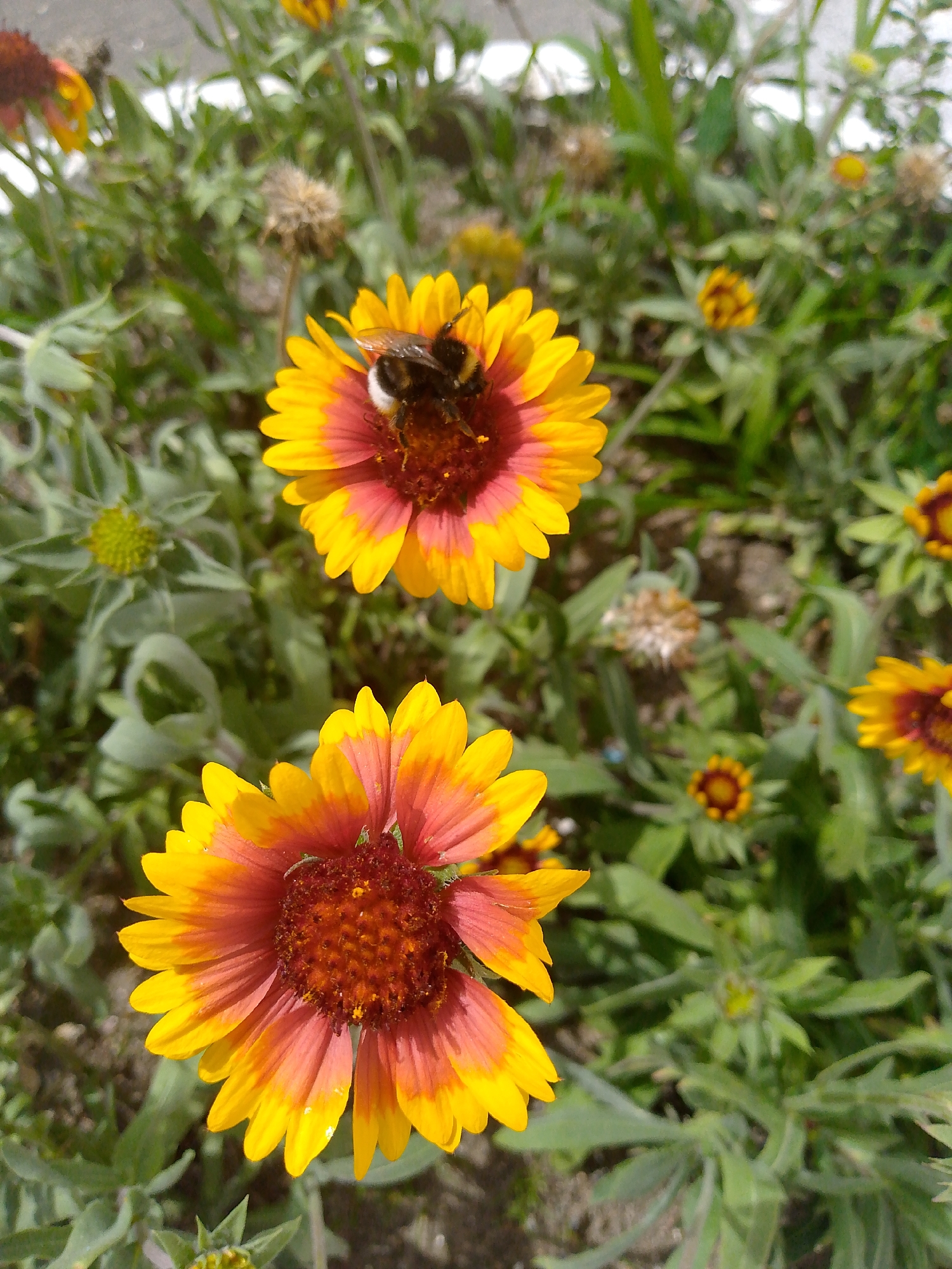 An overhead shot shows a cluster of blanket flowers with a bee on one of them. The flowers have bright yellow petals that fade to a reddish-orange near the center. The bee is black and yellow and is positioned on the center of a flower, appearing to collect nectar. The flowers are surrounded by green foliage and a sandy-colored surface, suggesting an outdoor environment. The lighting indicates daytime.