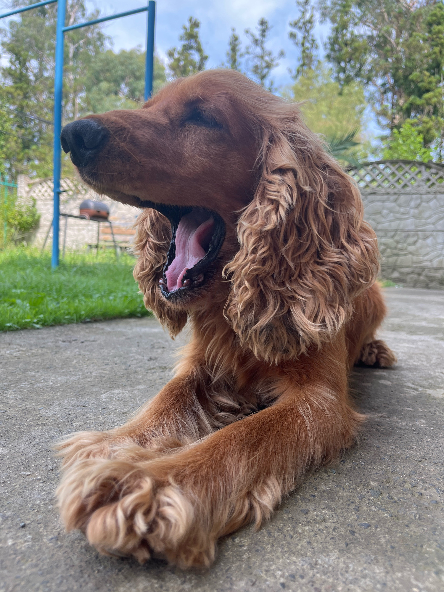 An auburn-colored cocker spaniel dog is lying down on a concrete surface, yawning widely with its mouth open, revealing its tongue and teeth. The dog is positioned in the foreground, taking up a significant portion of the frame. Its eyes are closed, and its long, wavy ears frame its face. In the background, a patch of green grass is visible, along with a grey stone fence and some trees under a cloudy sky. A blue metal structure is also partially visible in the upper left corner. The overall setting appears to be an outdoor area, possibly a yard or garden, in Ureki, Georgia.