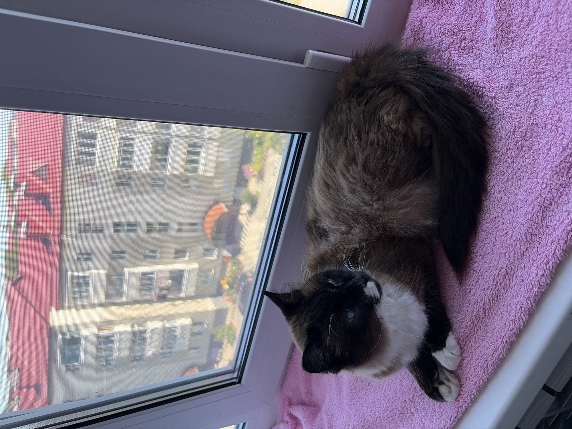 A long-haired, bi-colored cat with dark brown and white markings is lying on a pink towel on a windowsill. The cat is looking to the right with bright blue eyes. Behind the cat, a window with a screen looks out onto a multi-story apartment building with red roofs. The scene is set in the city of Korsakov, Russia.