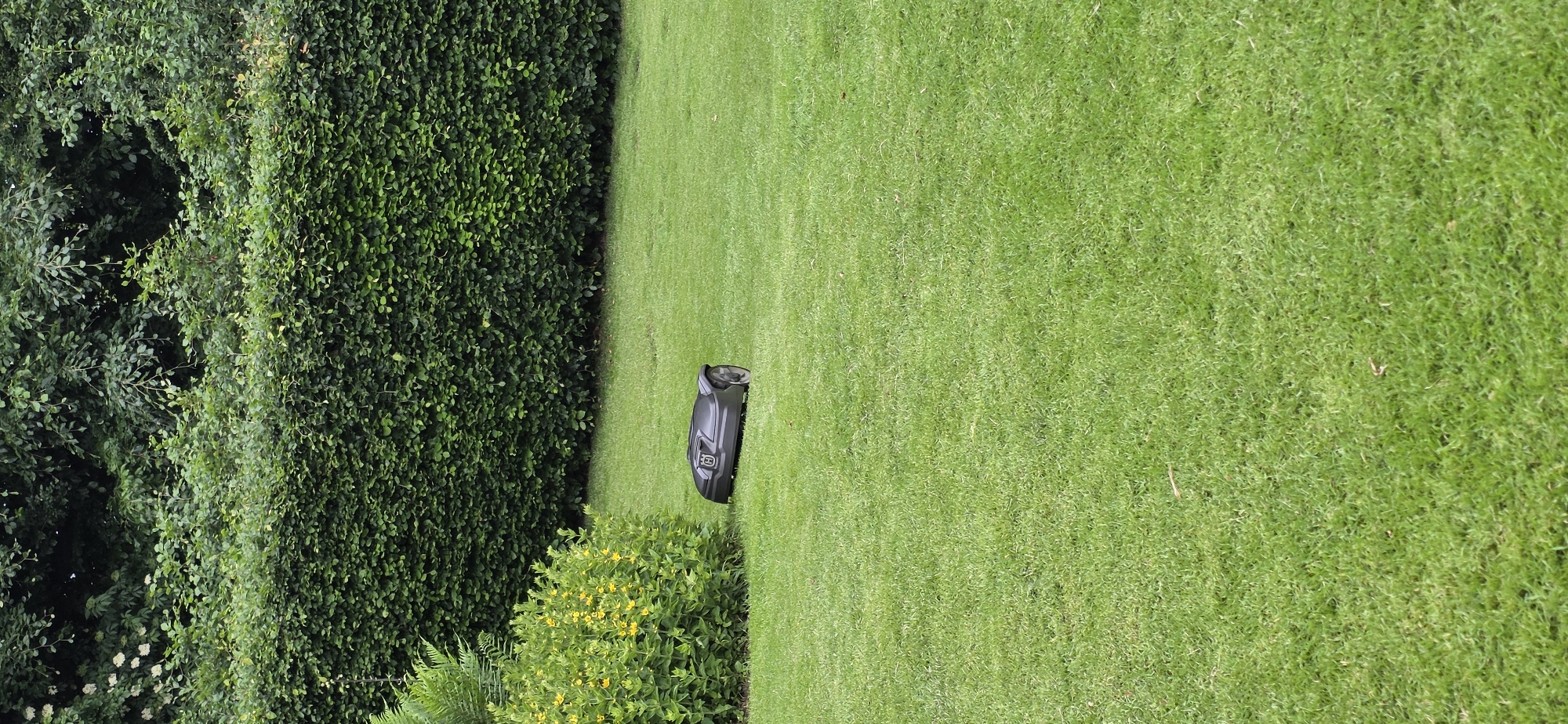 A dark gray robotic lawnmower is situated on a well-manicured, bright green lawn. The lawnmower has a silver logo on its top. To the left of the lawnmower, a cluster of green plants with small yellow flowers is visible. Behind the lawn and to the left, a dense, dark green hedge forms the background, extending across the image. The upper portion of the image shows the tops of trees and foliage above the hedge. The scene appears to be set in a residential or garden area in Maasbüll, Germany.