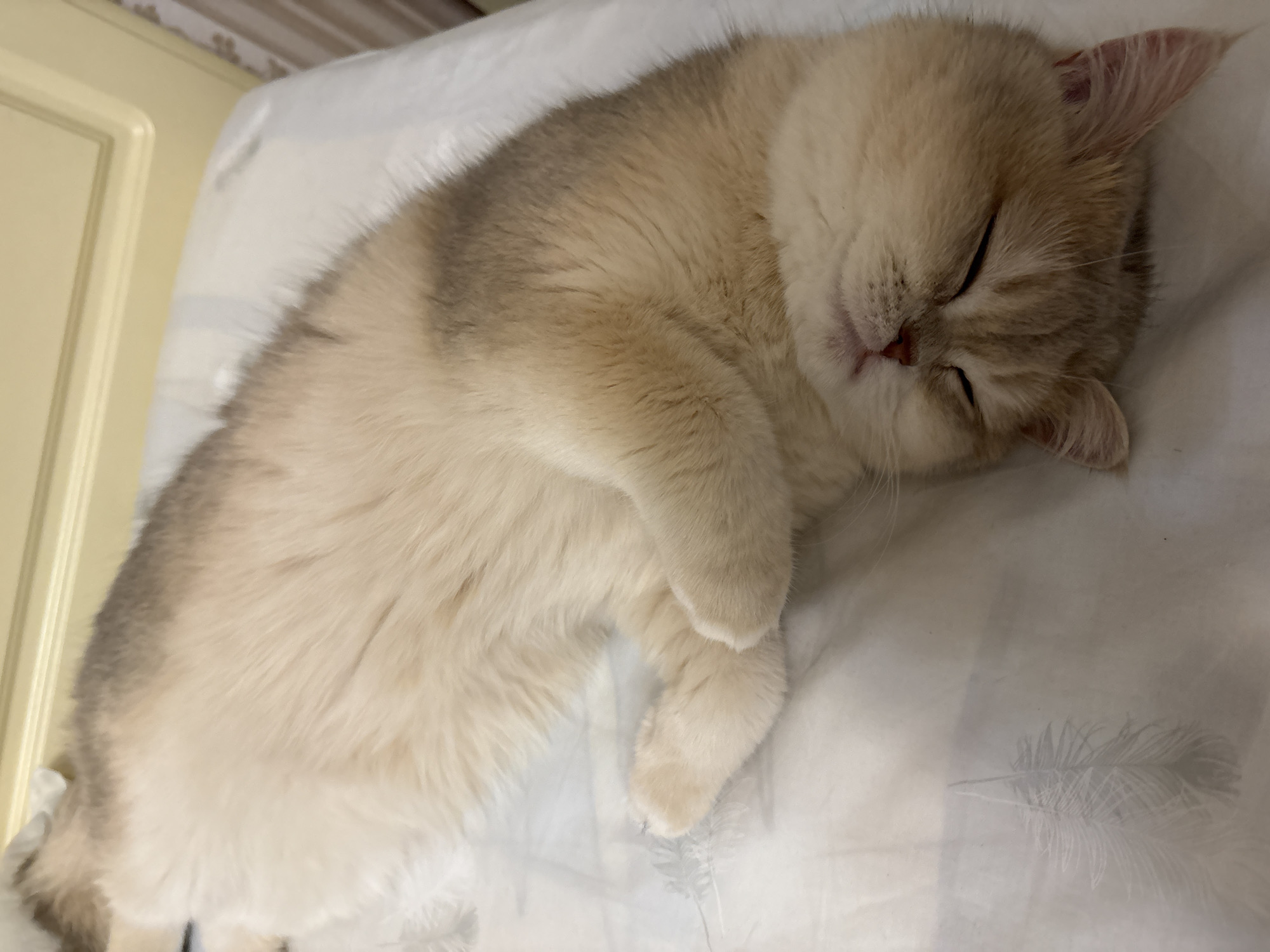 A cat with beige and grey fur sleeps on a white surface that appears to be a bed. The cat is curled up, with its paws tucked close to its body. Its eyes are closed, and its face is relaxed. The background is blurred, but a light-colored wall with a decorative molding is visible. No information suggests this image was taken in Chaikovsky, Russia.